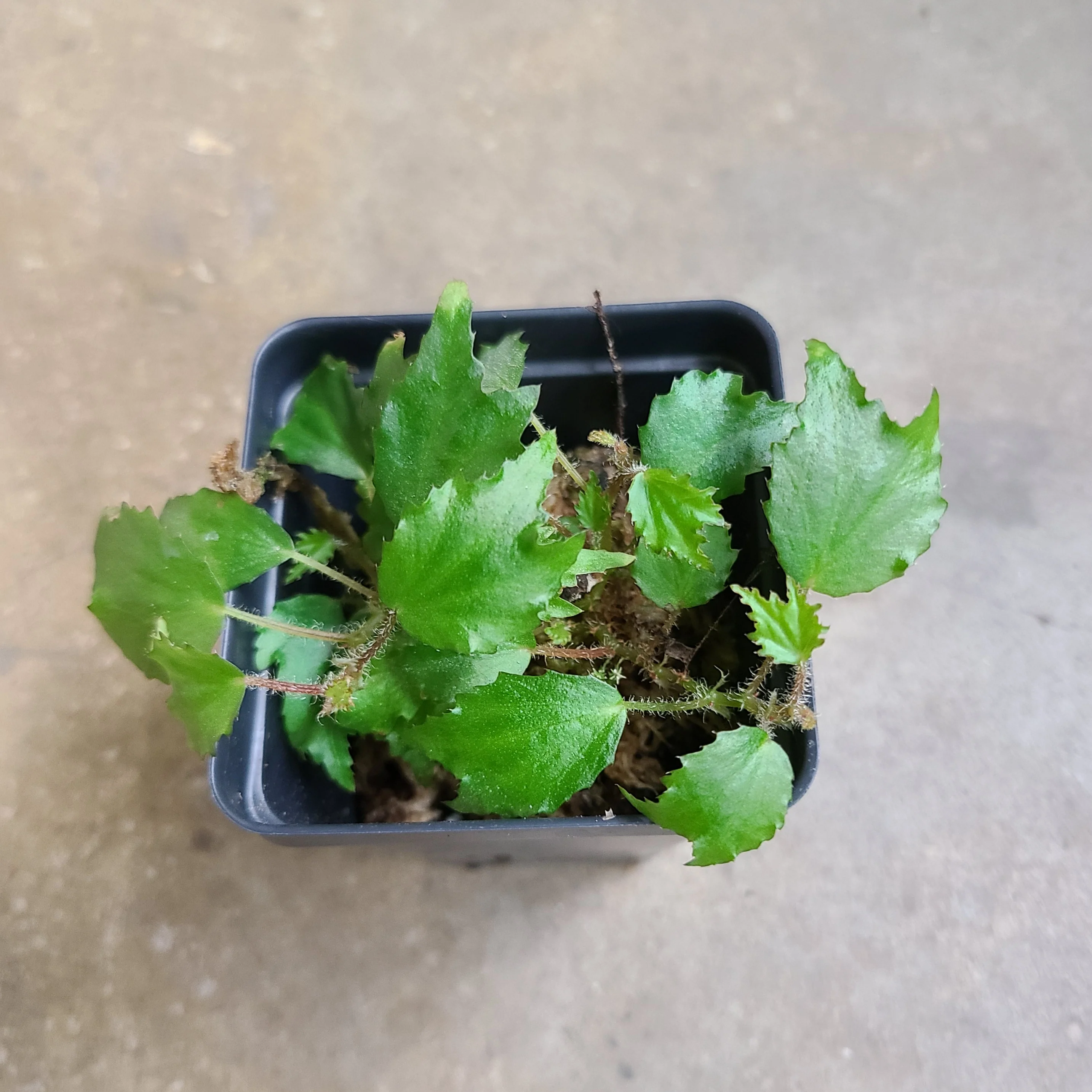 Begonia prismatocarpa