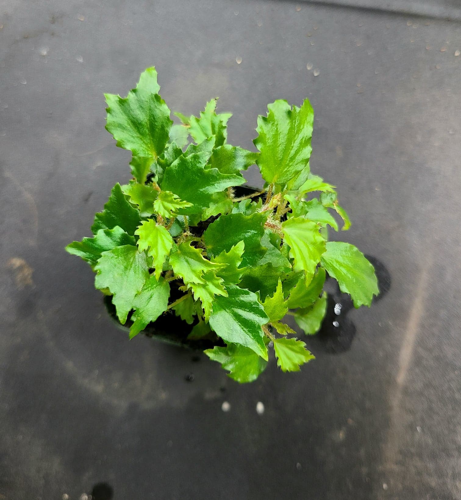 Begonia prismatocarpa - Image 2