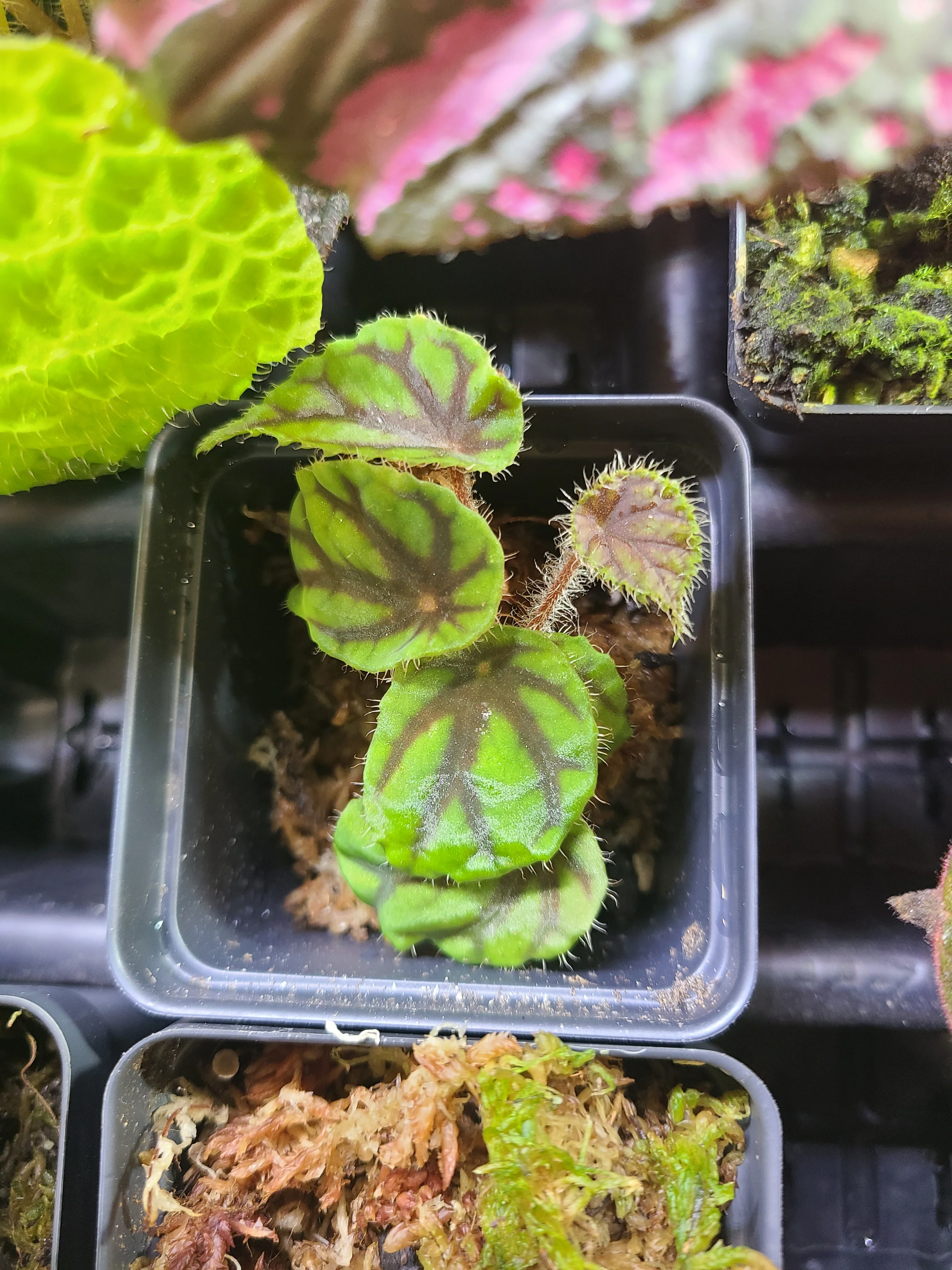 Begonia quadrialata subsp. nimbaensis - Image 2