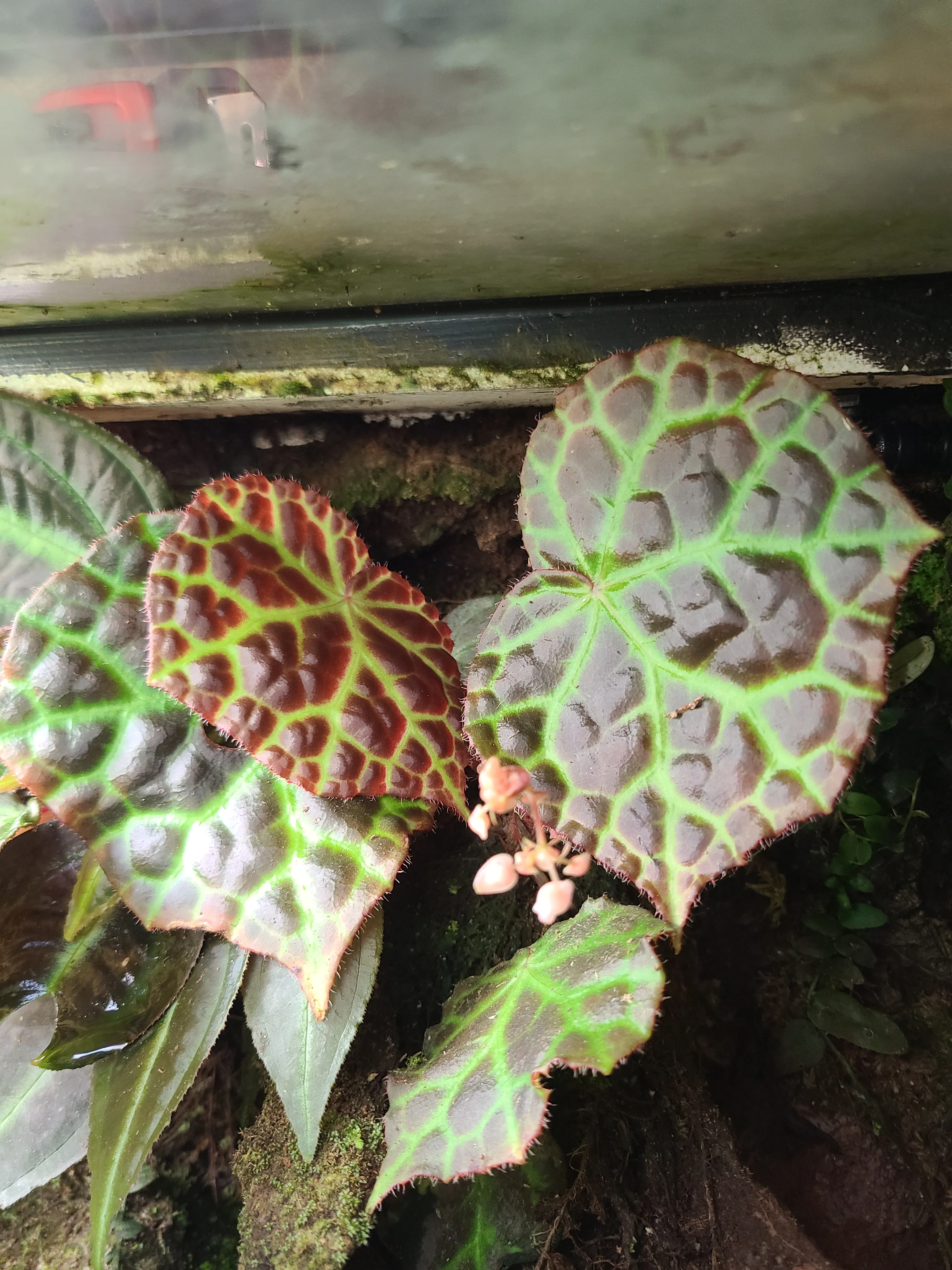 Begonia rajah - Image 2