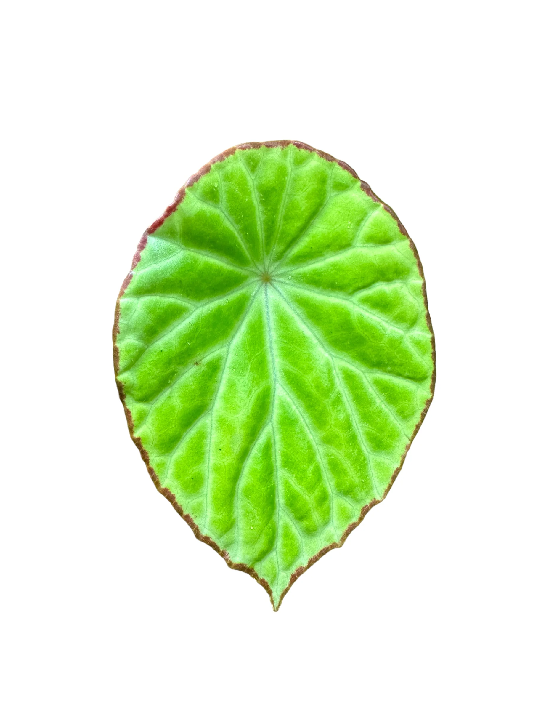 Begonia scapigera - Image 2