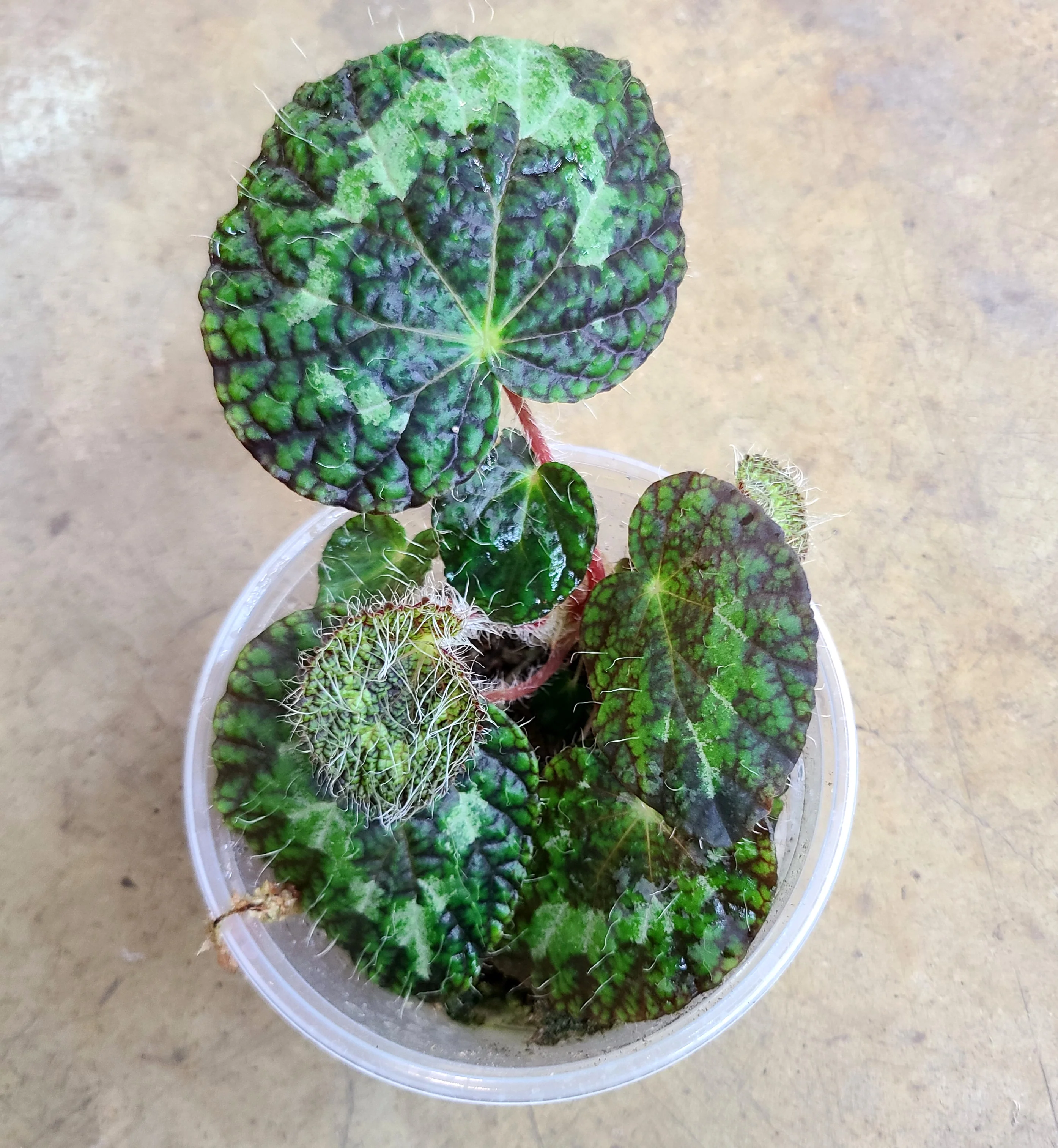 Begonia sizemoreae - Image 2