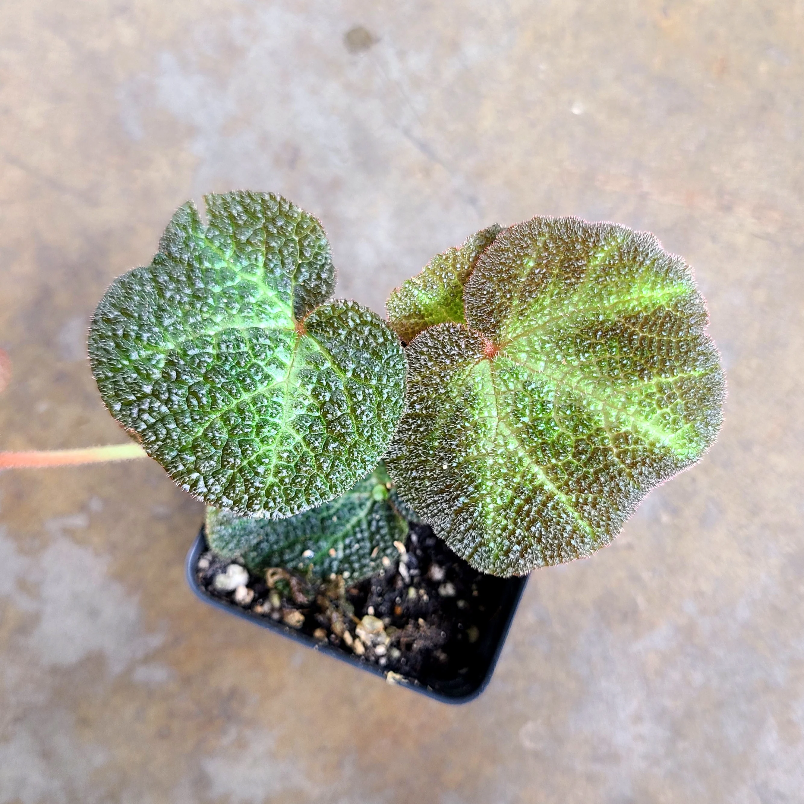 Begonia soli-mutata