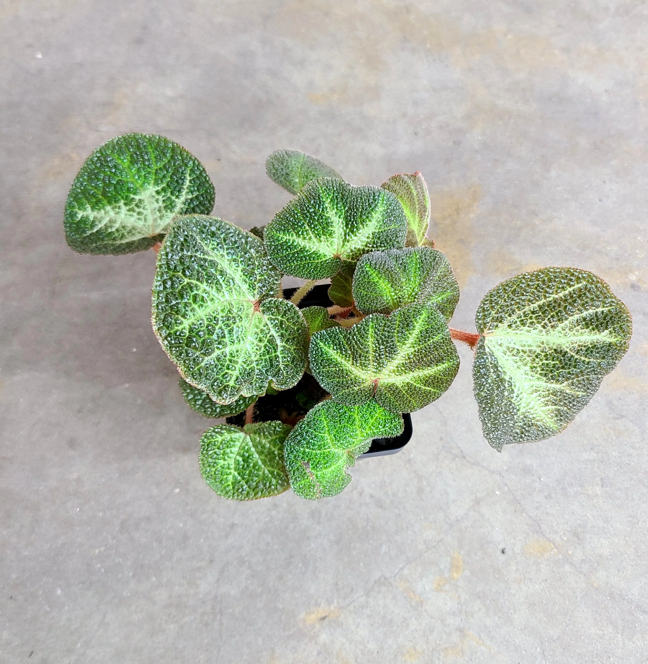 Begonia soli-mutata - Image 2
