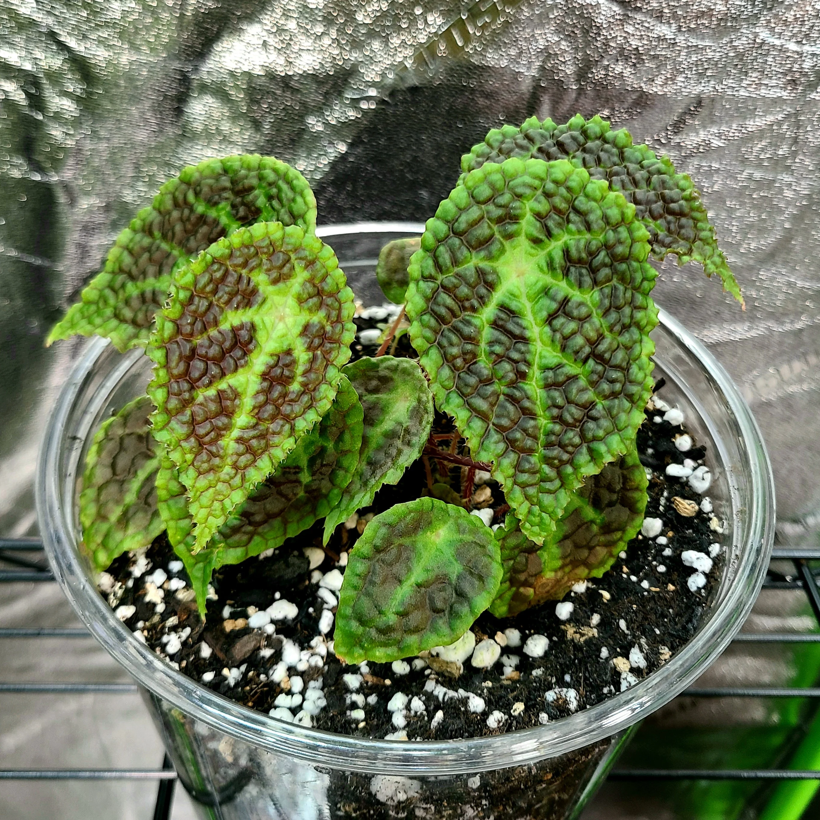 Begonia microsperma x staudtii (U690) - Image 2