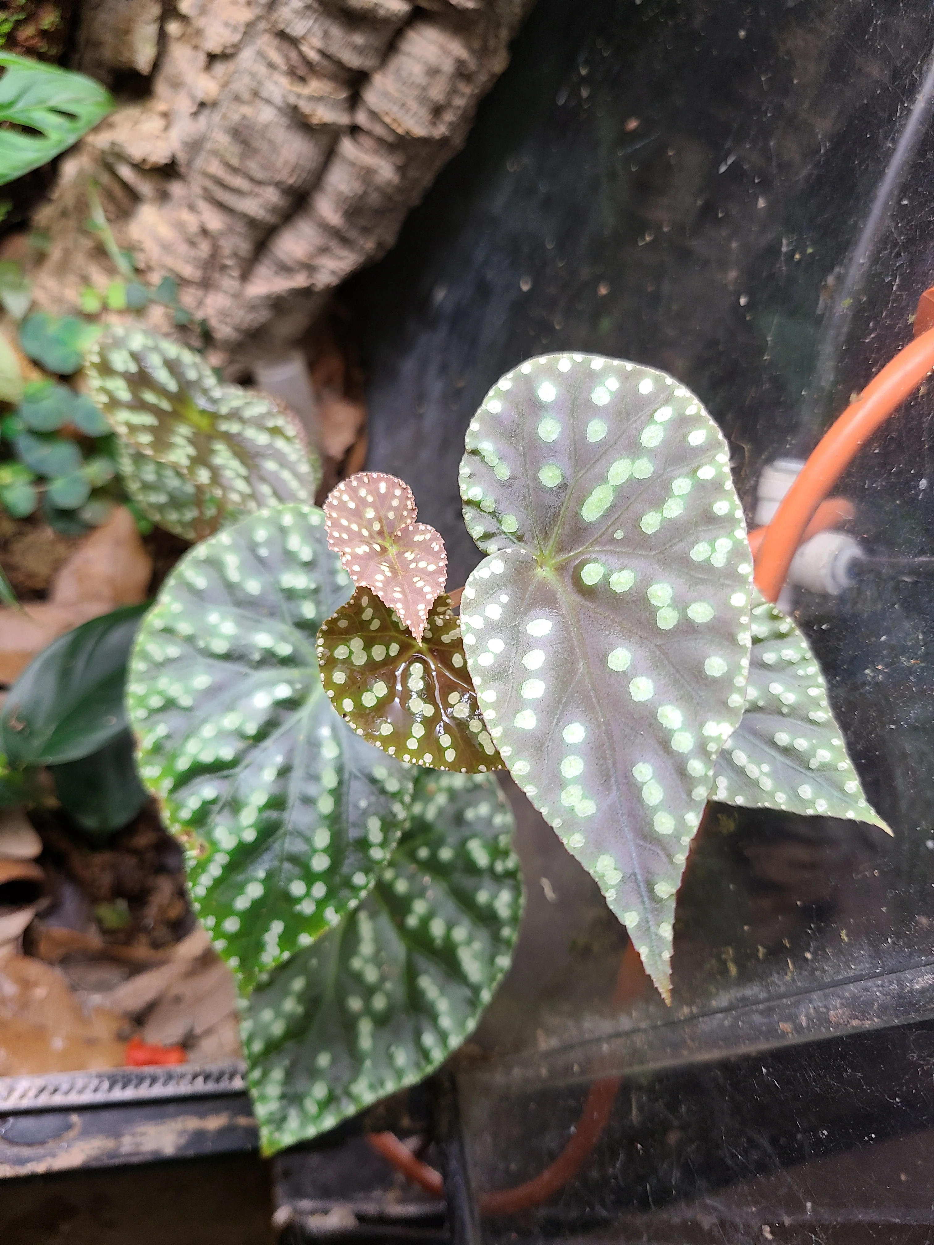 Begonia U641 - Image 2