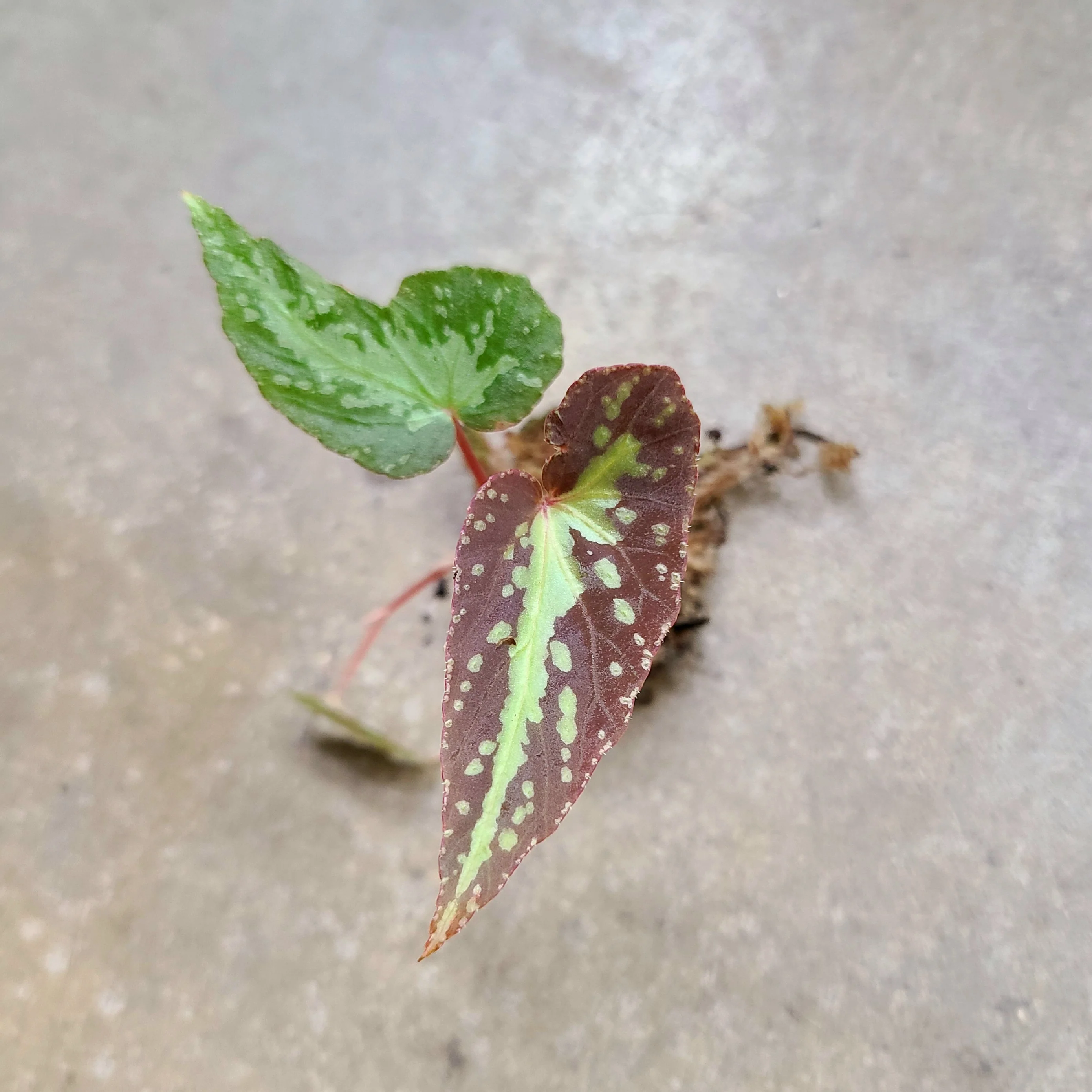 Begonia variabilis - Image 2