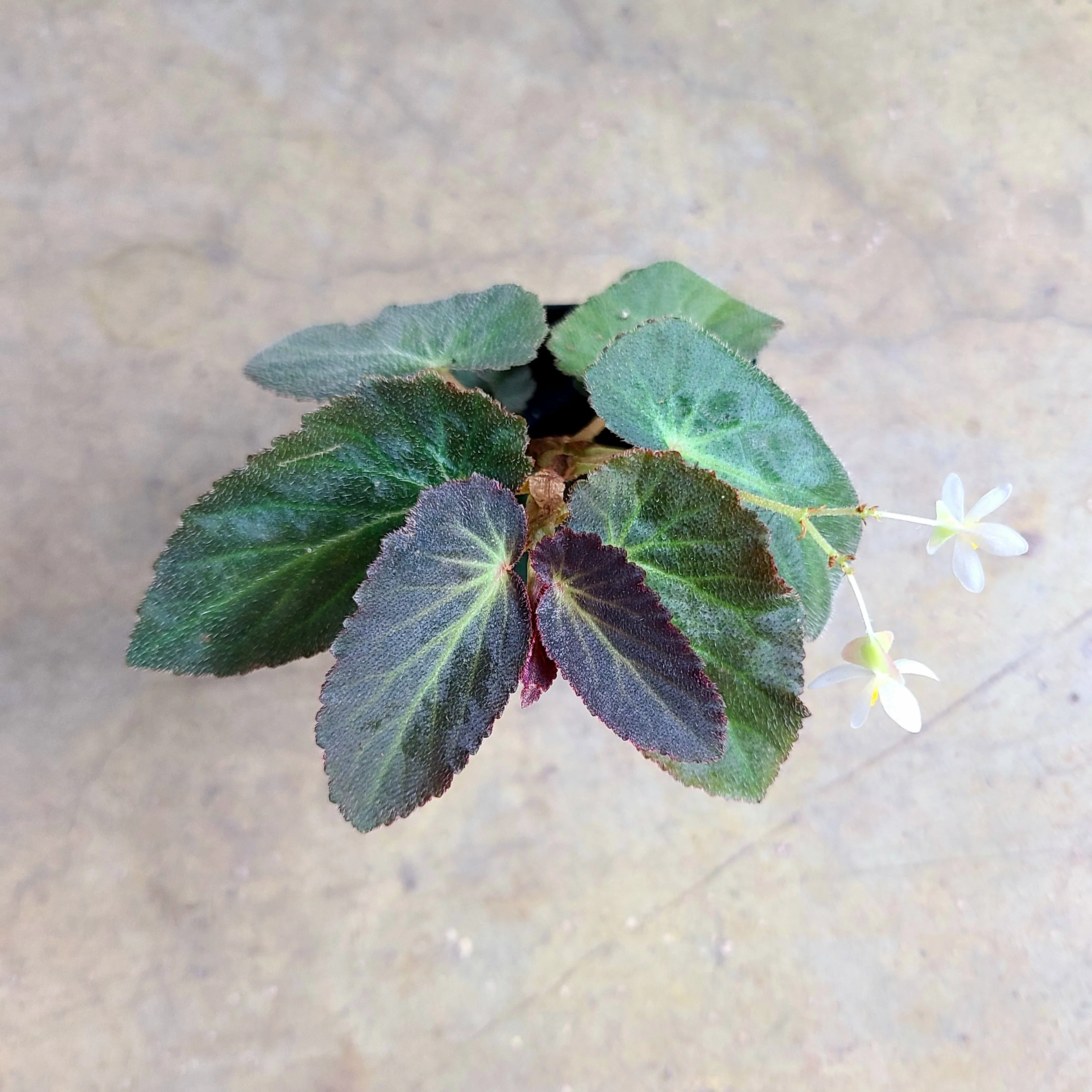 Begonia withlacoochee