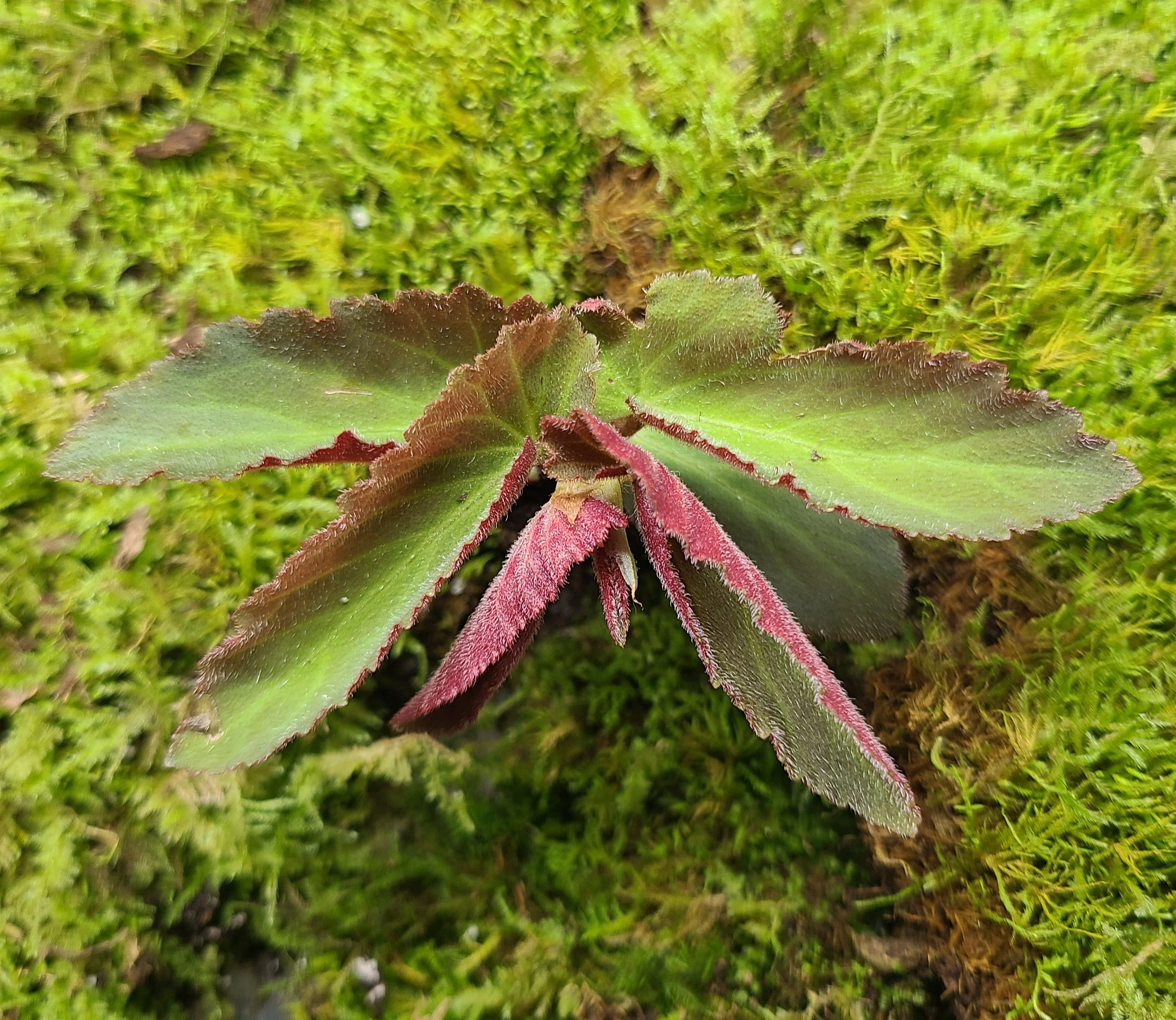 Begonia withlacoochee - Image 2