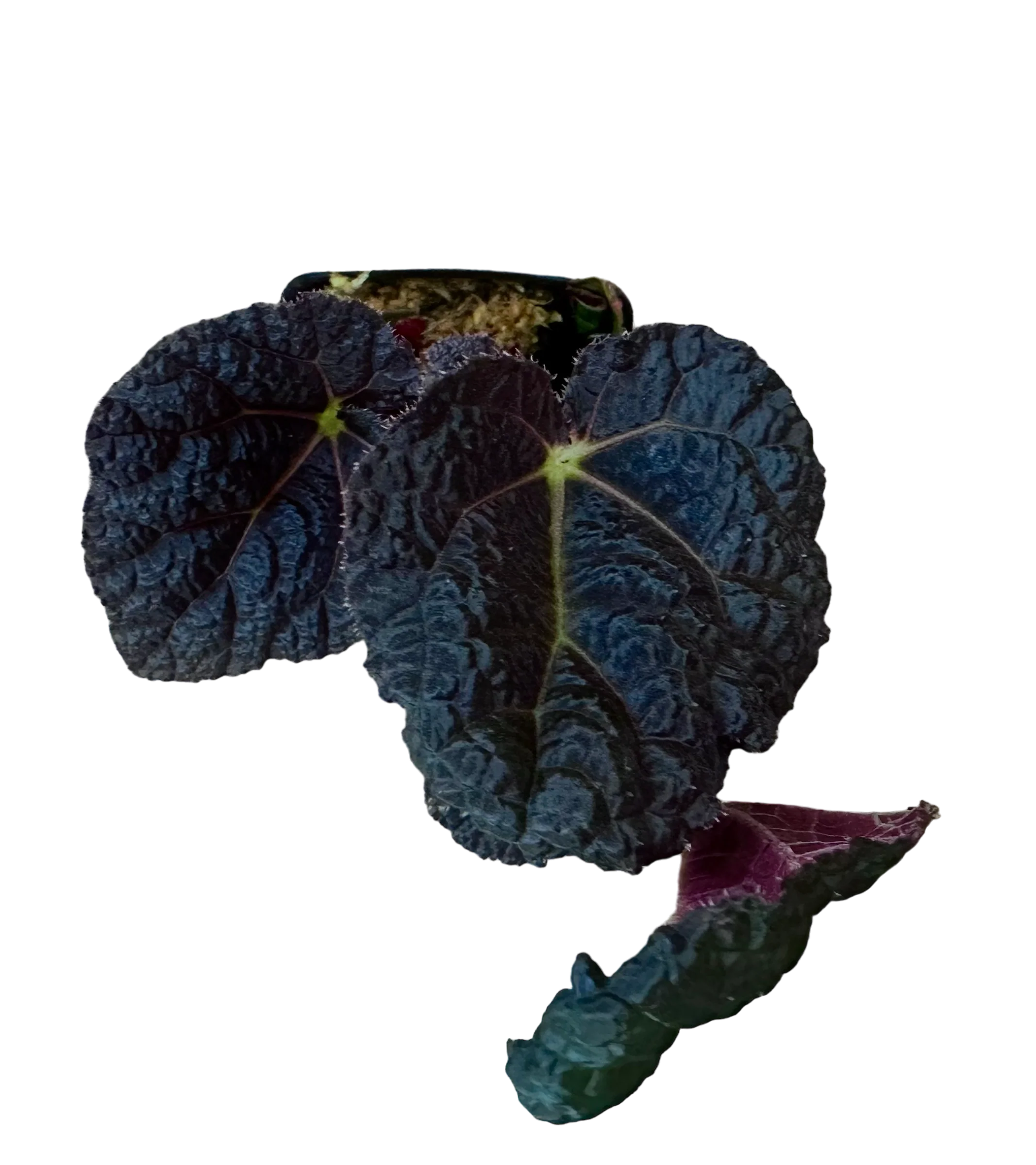 Begonia xanthina var. lazuli
