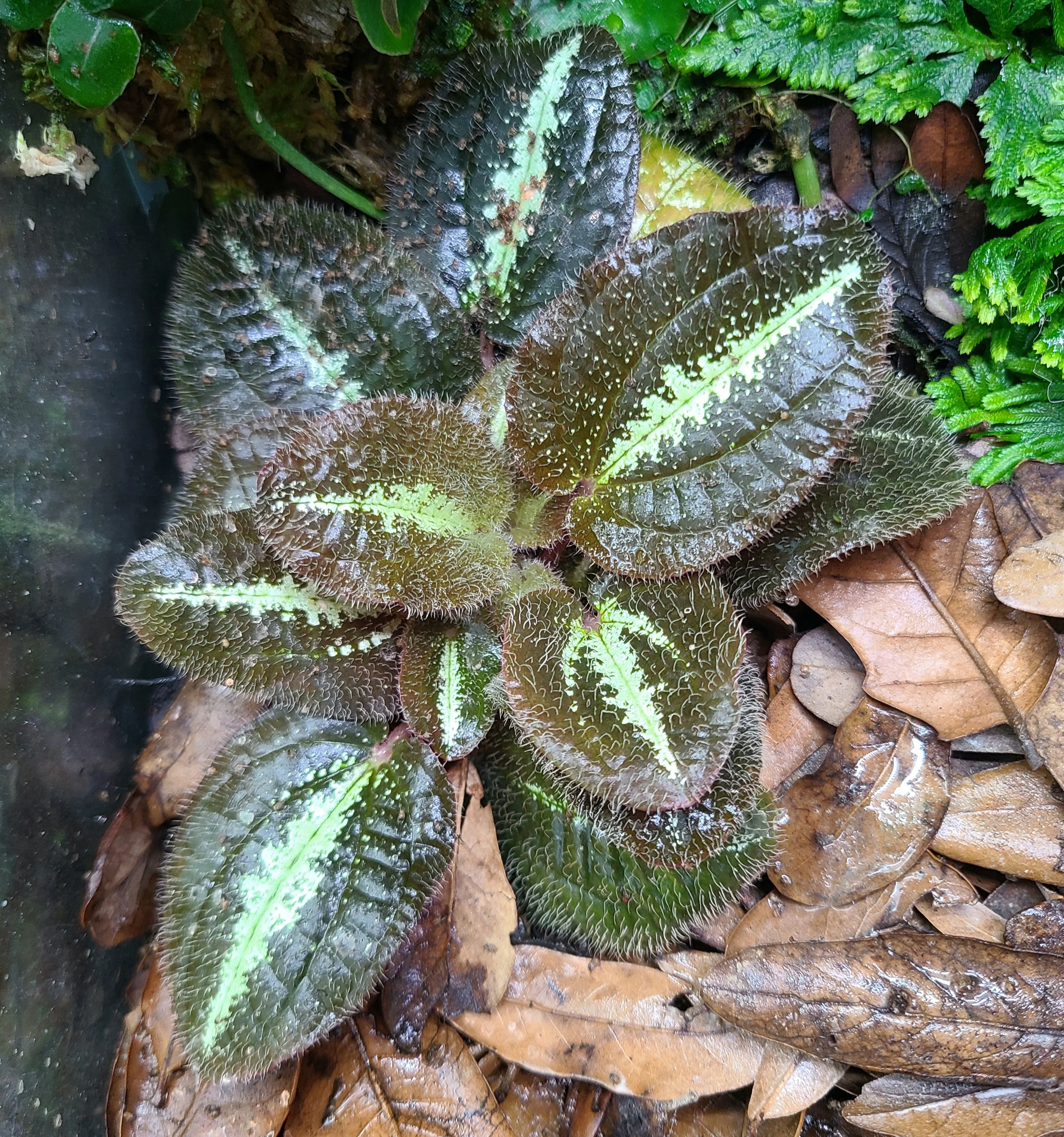 Bertolonia ovata - Image 2