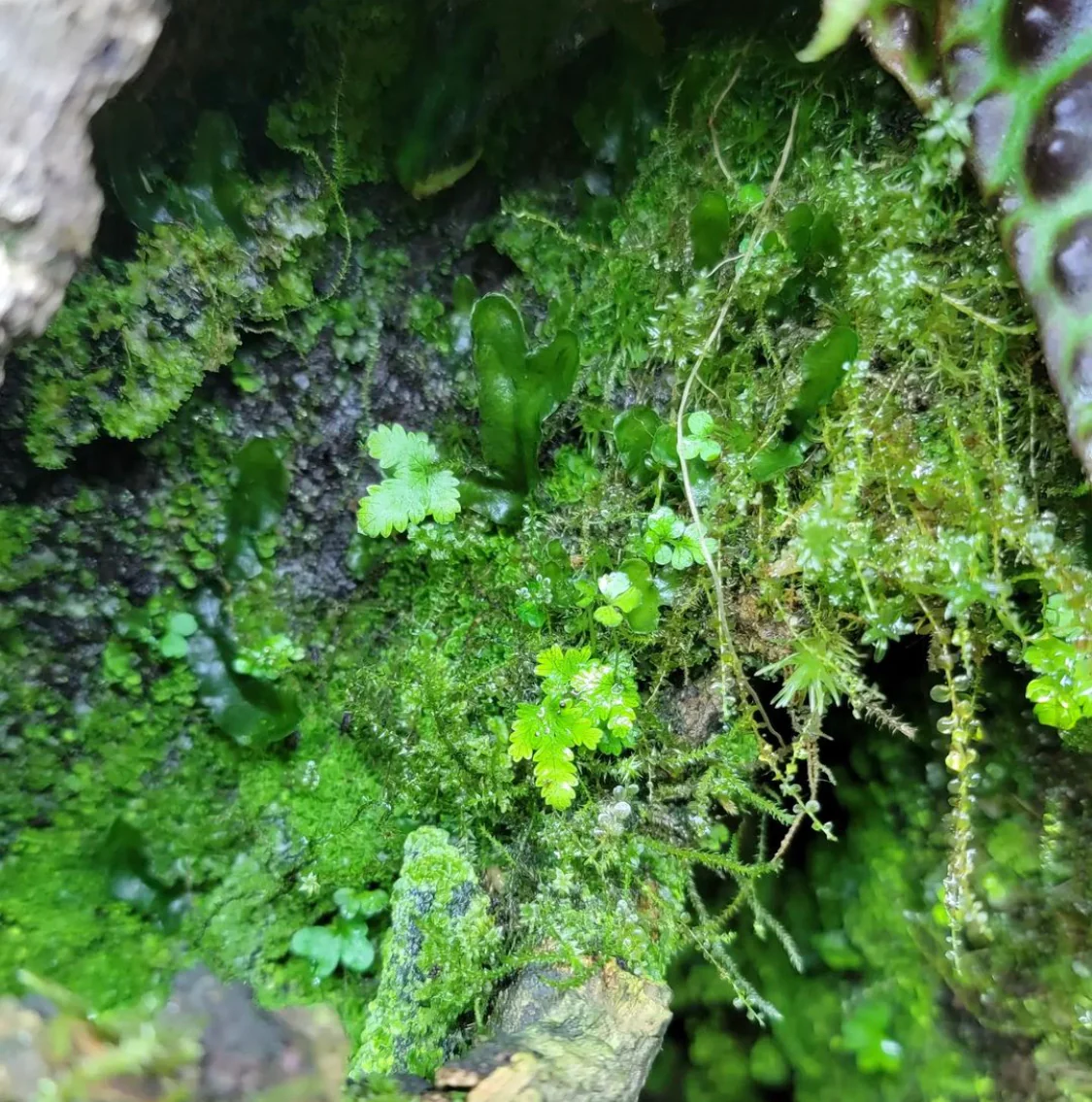 BryoBlend Premium Wet Moss Mix - New Options! - Image 4