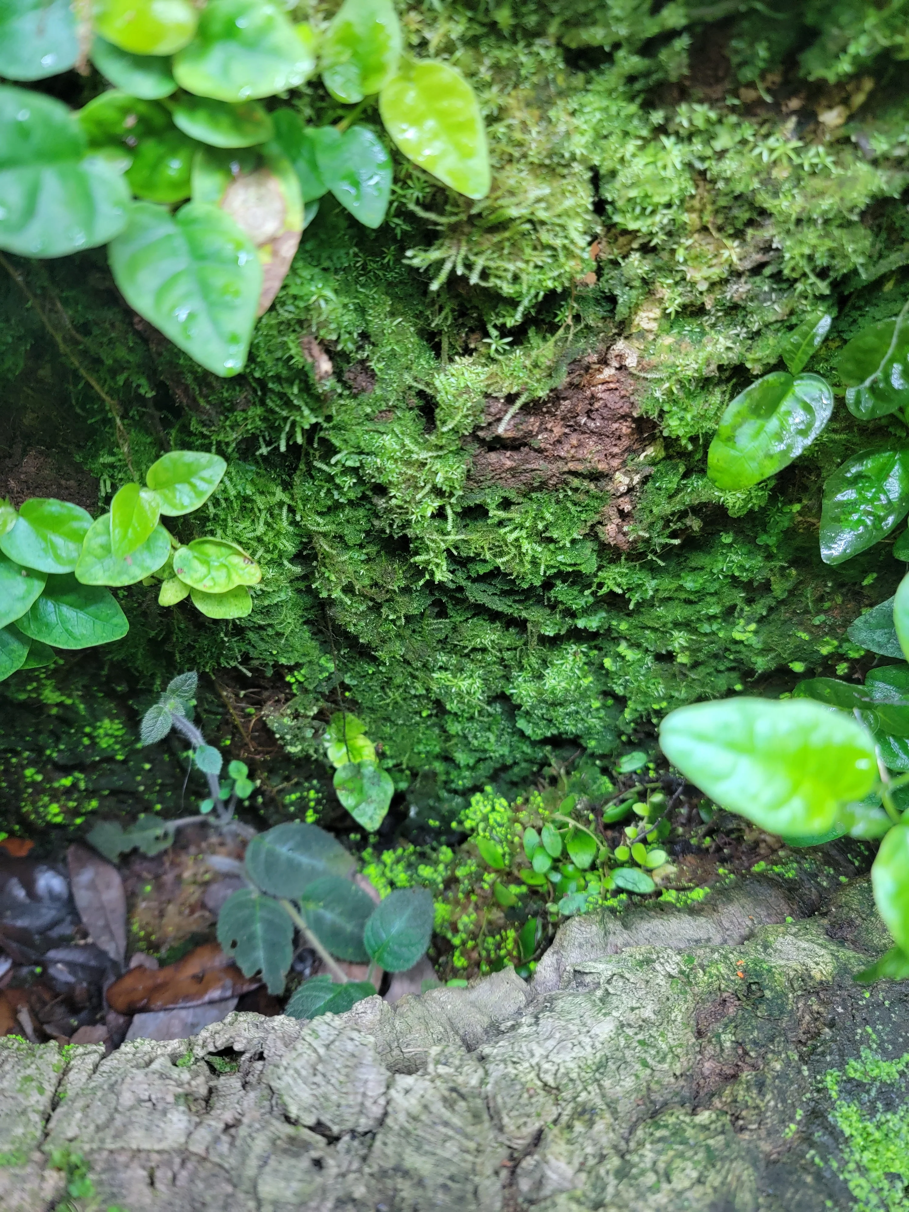 BryoBlend Premium Wet Moss Mix - New Options! - Image 5