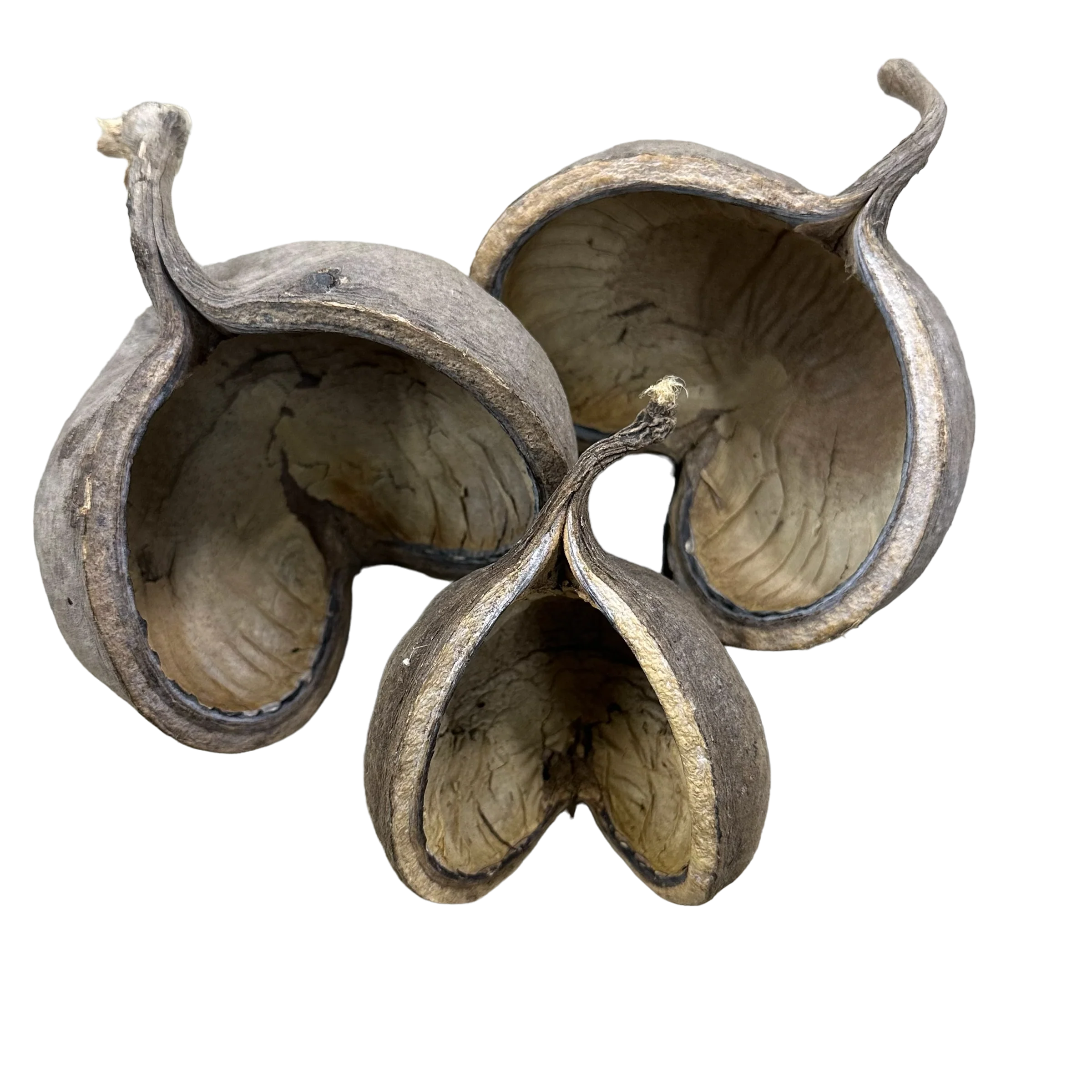 Buddha Pod