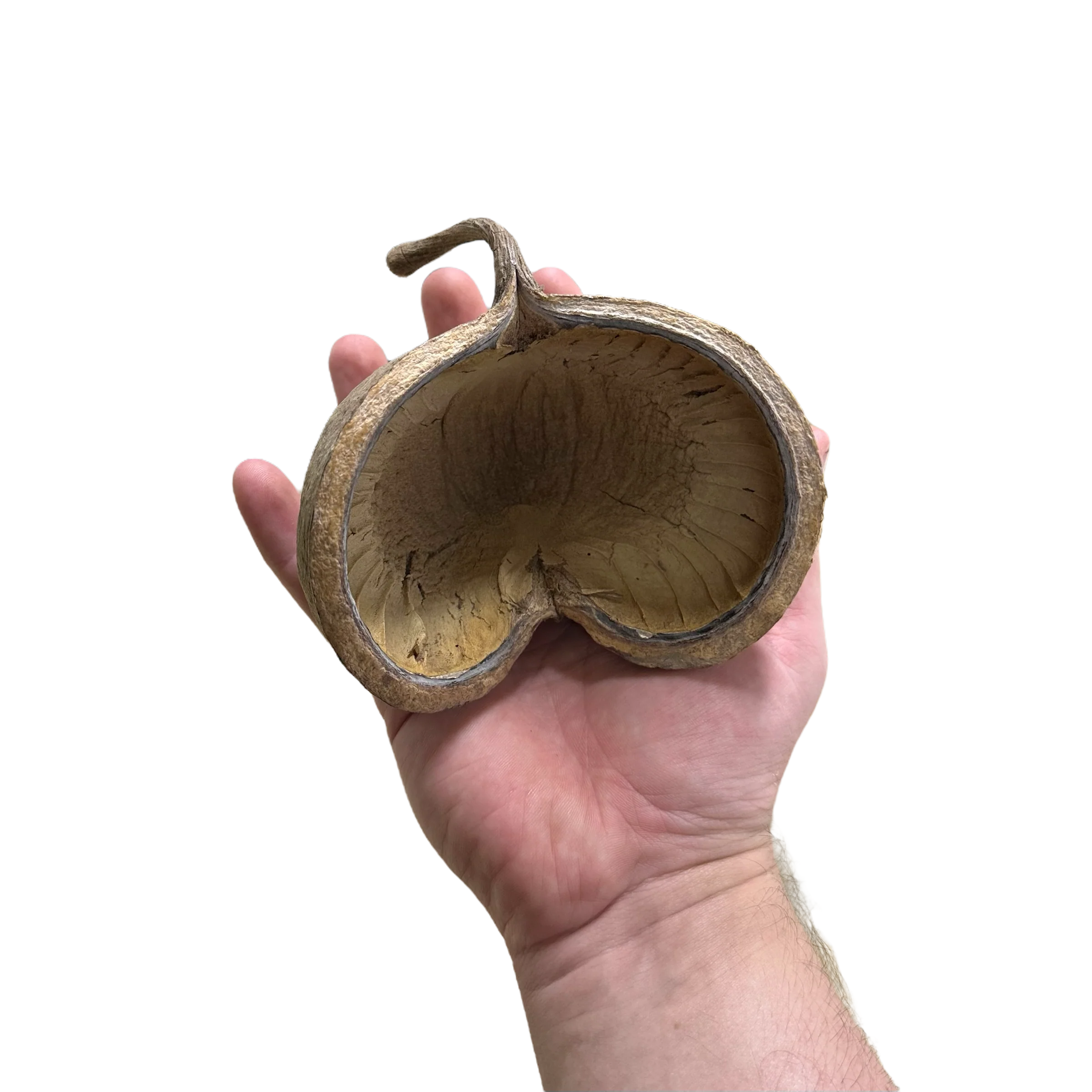 Buddha Pod - Image 3