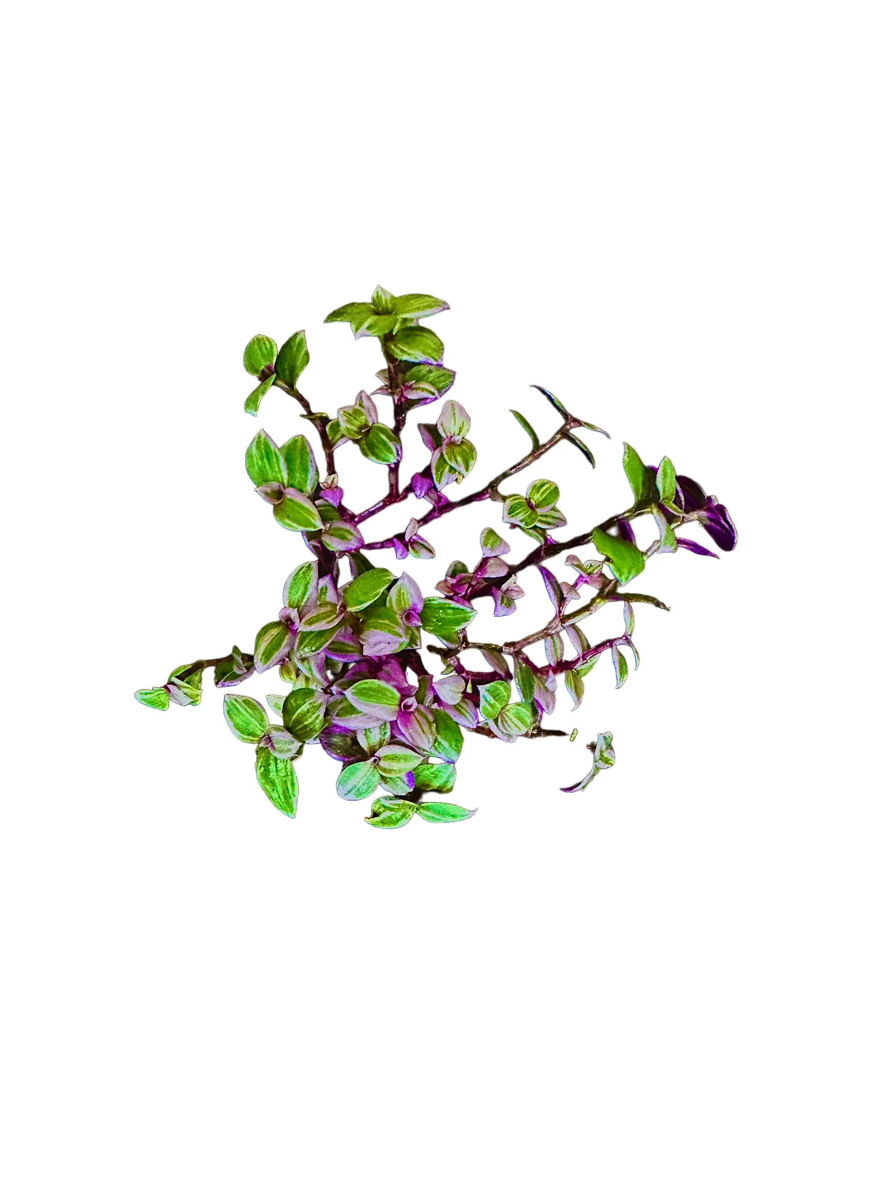 Callisia repens “Pink Lady”
