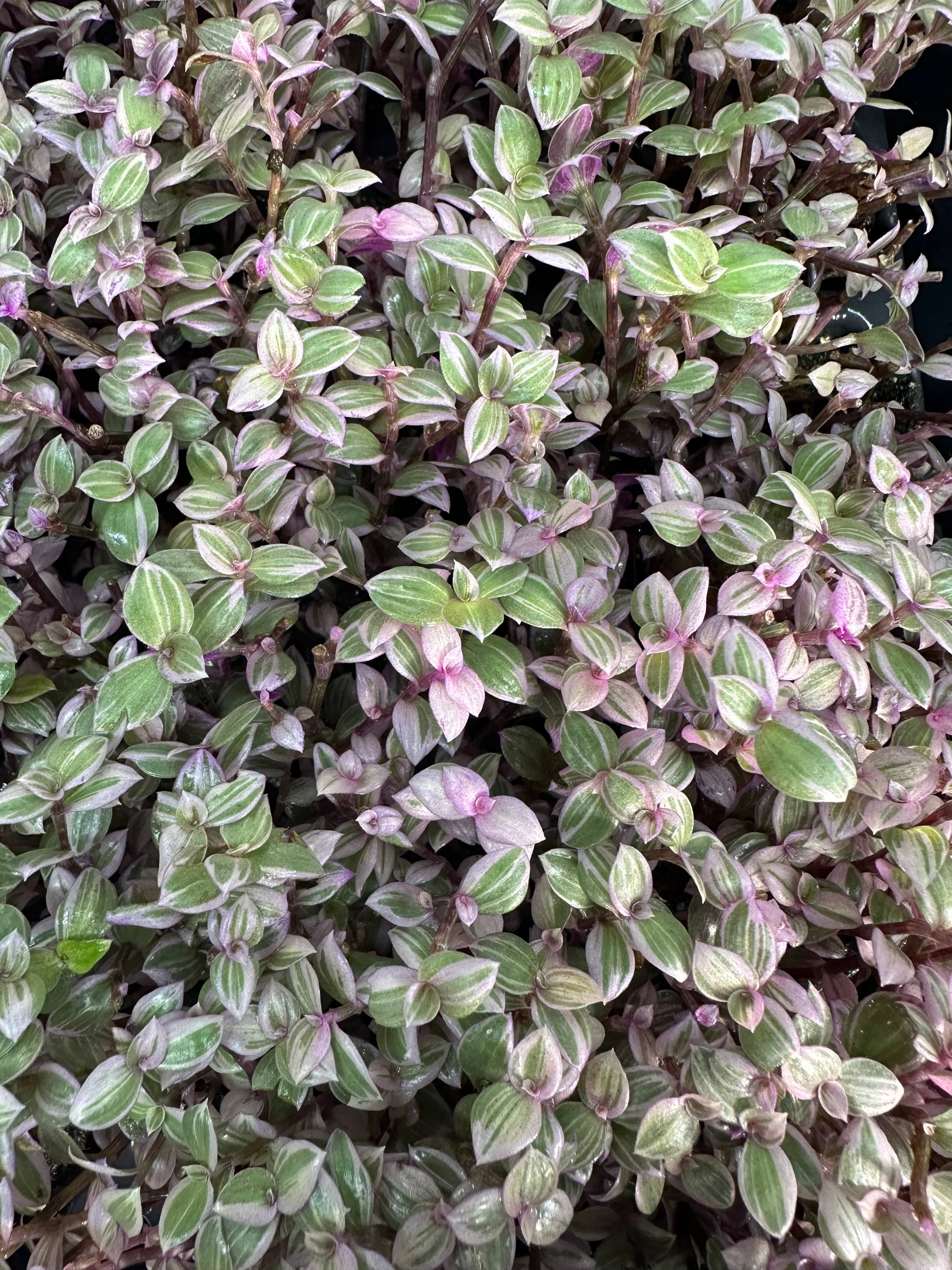 Callisia repens “Pink Lady” - Image 2