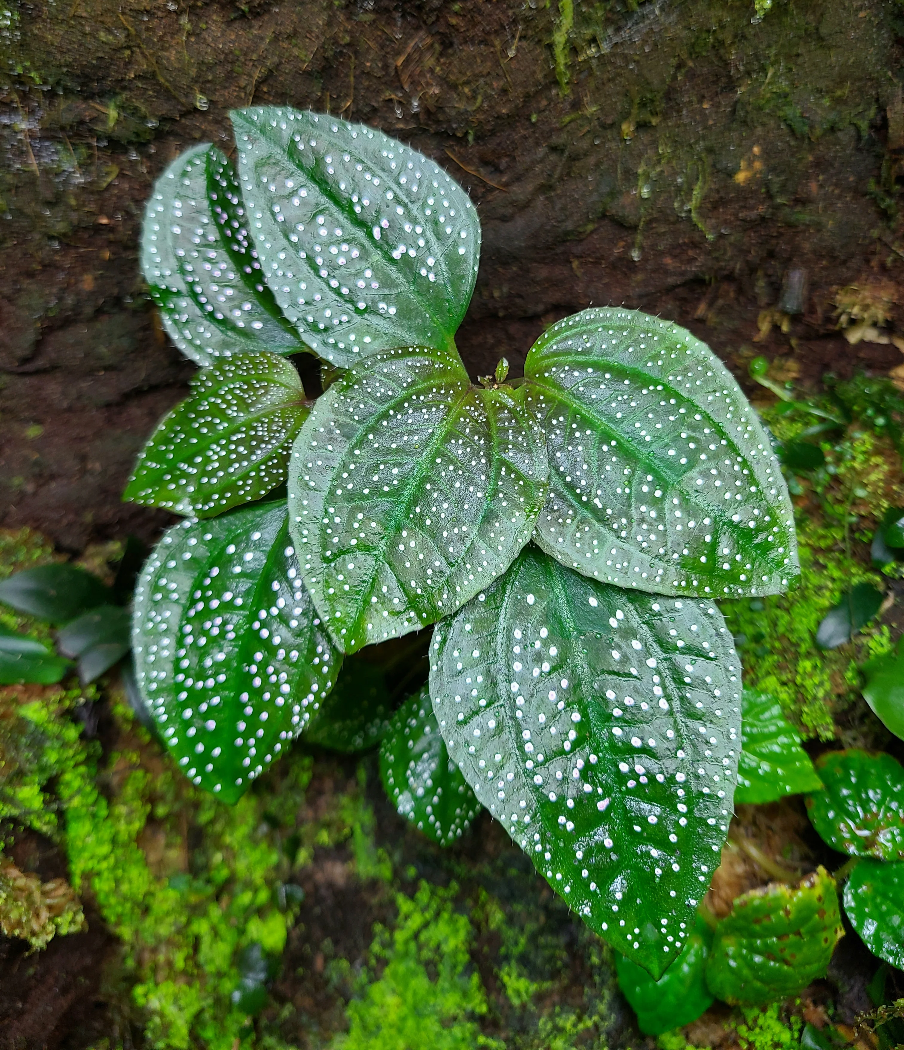 Calvoa sessiliflora - Image 2