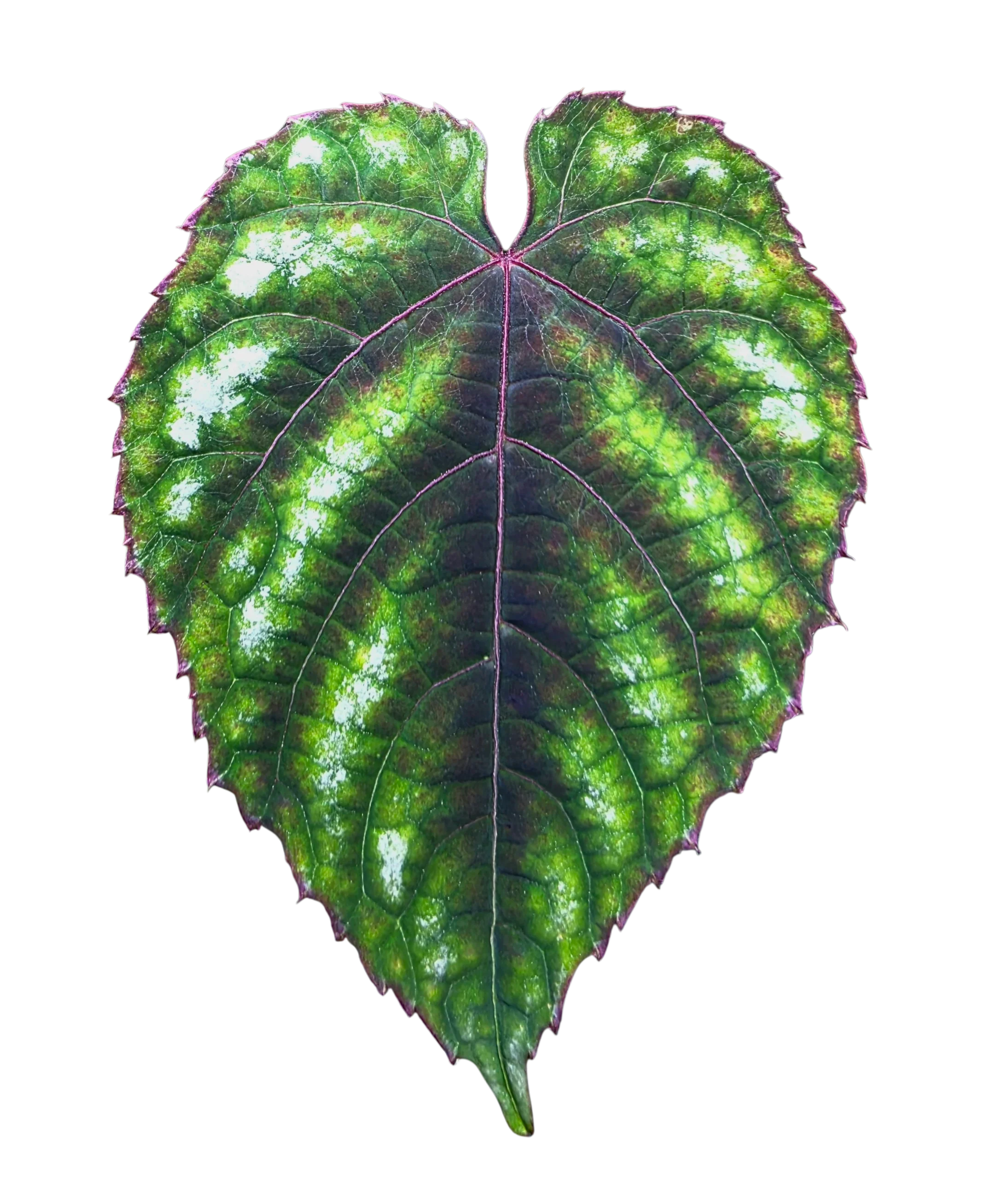 Cissus discolor - Image 3