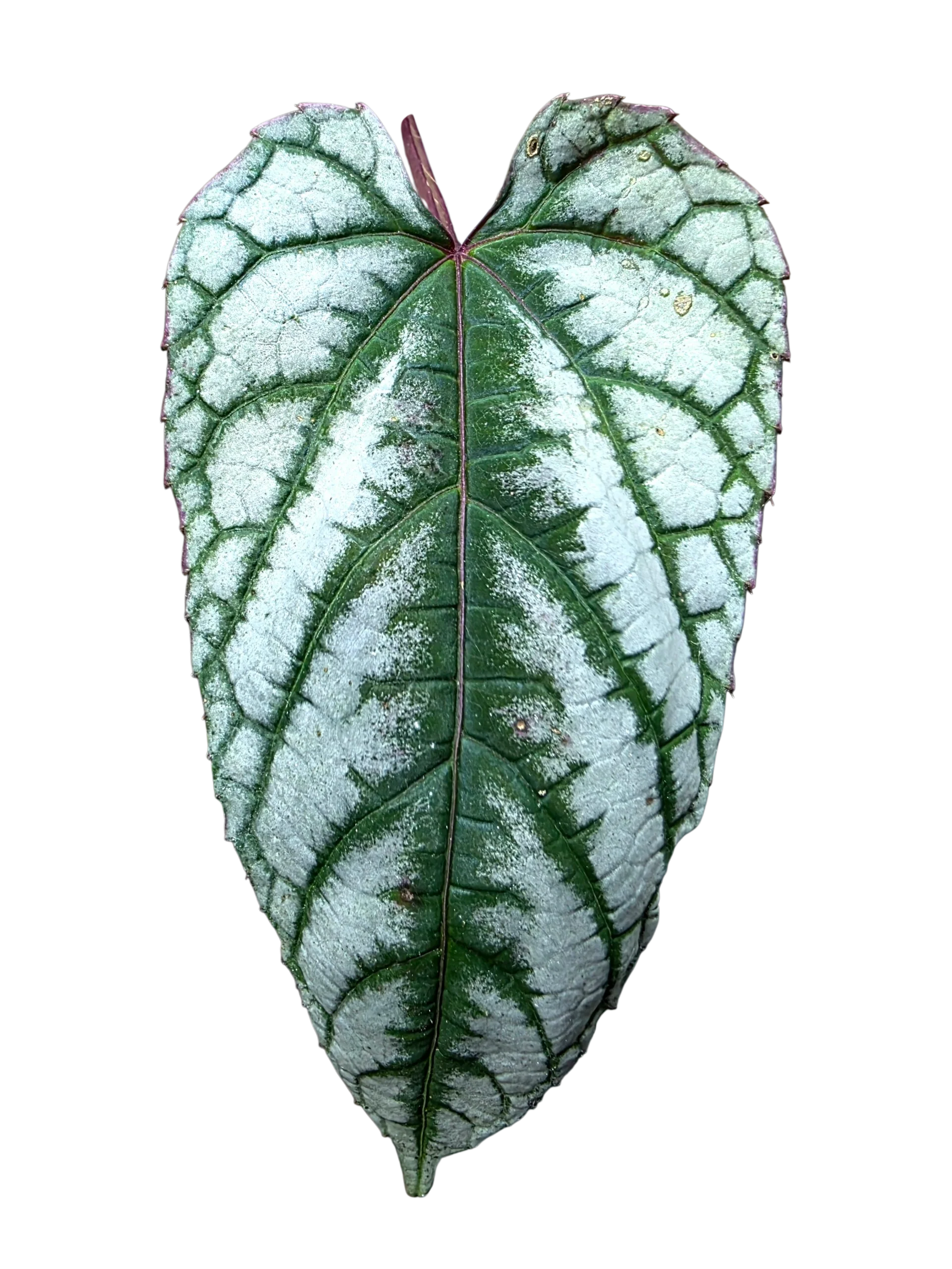 Cissus discolor - Image 4