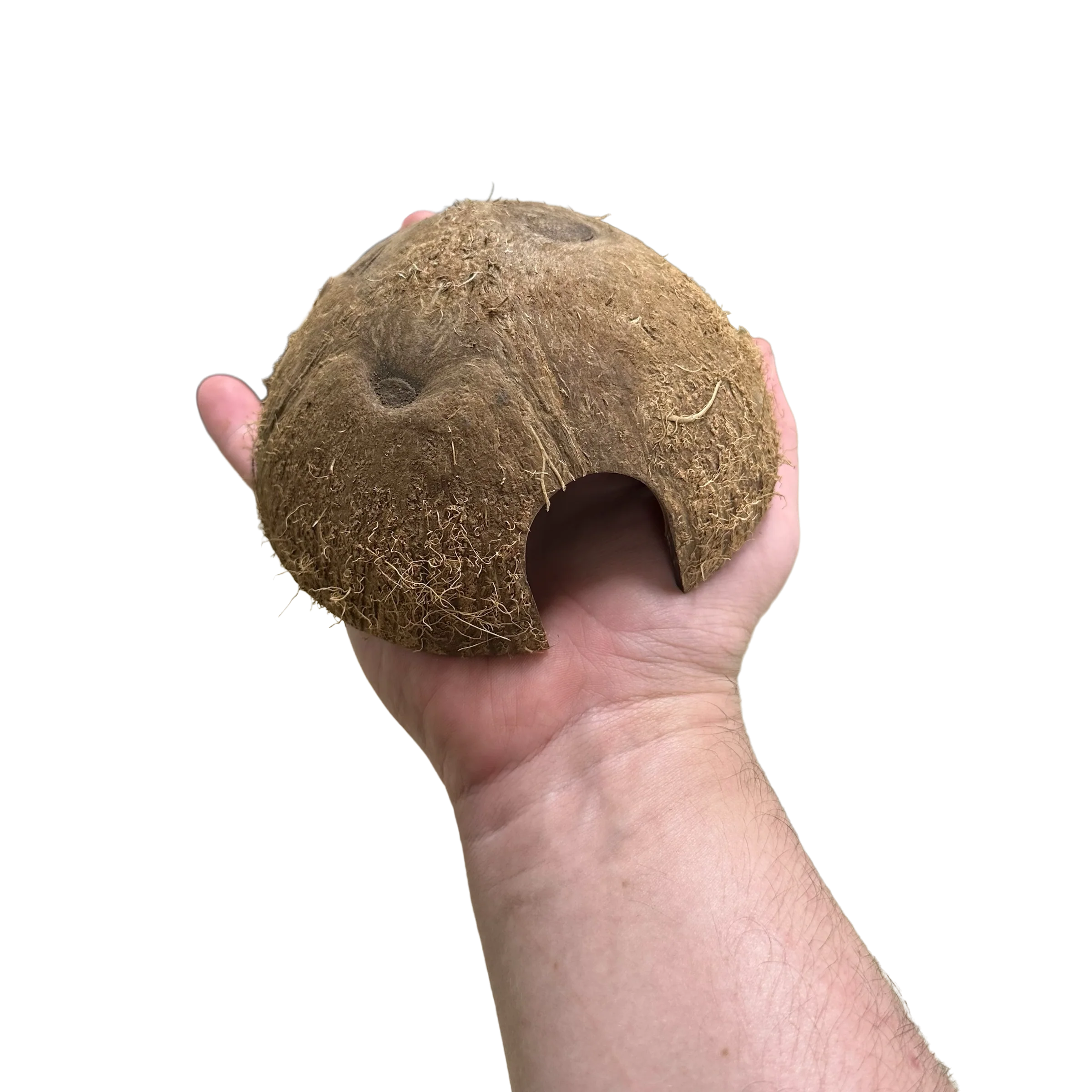 Coconut Hut - Image 3