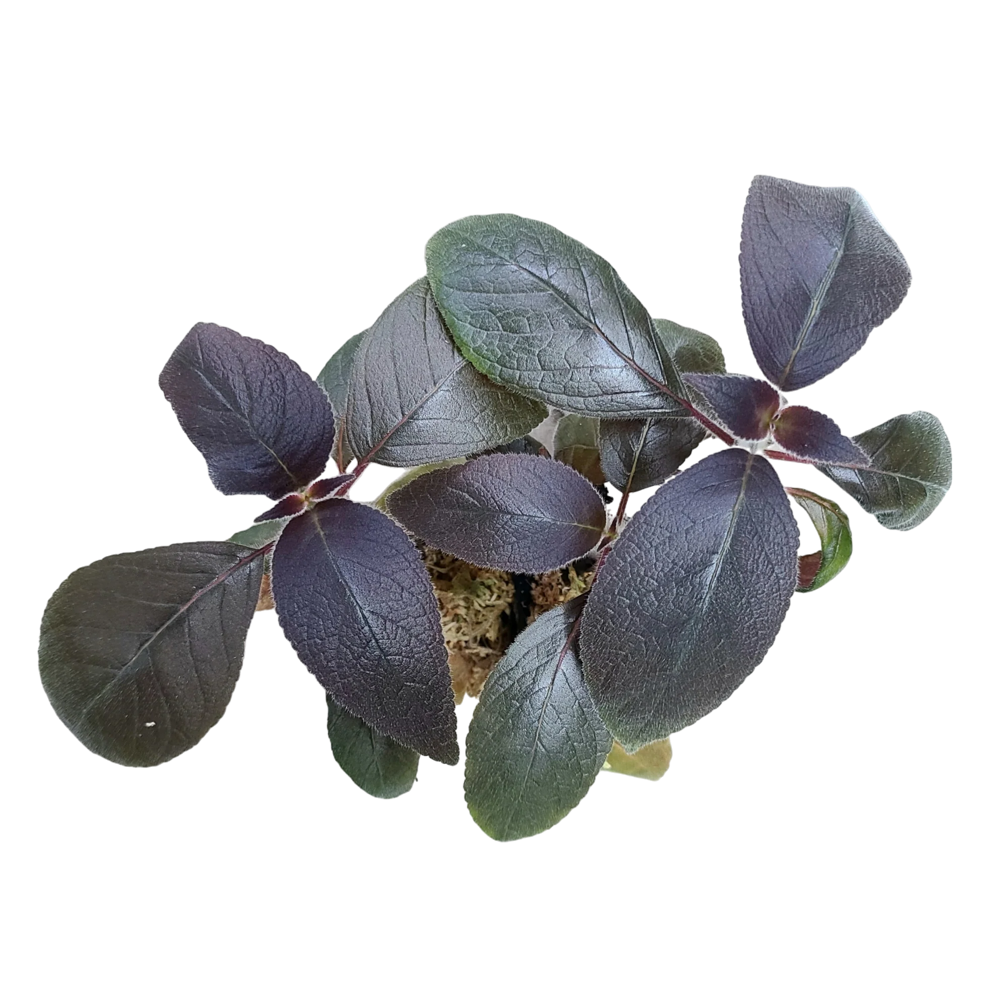 Kohleria tubiflora