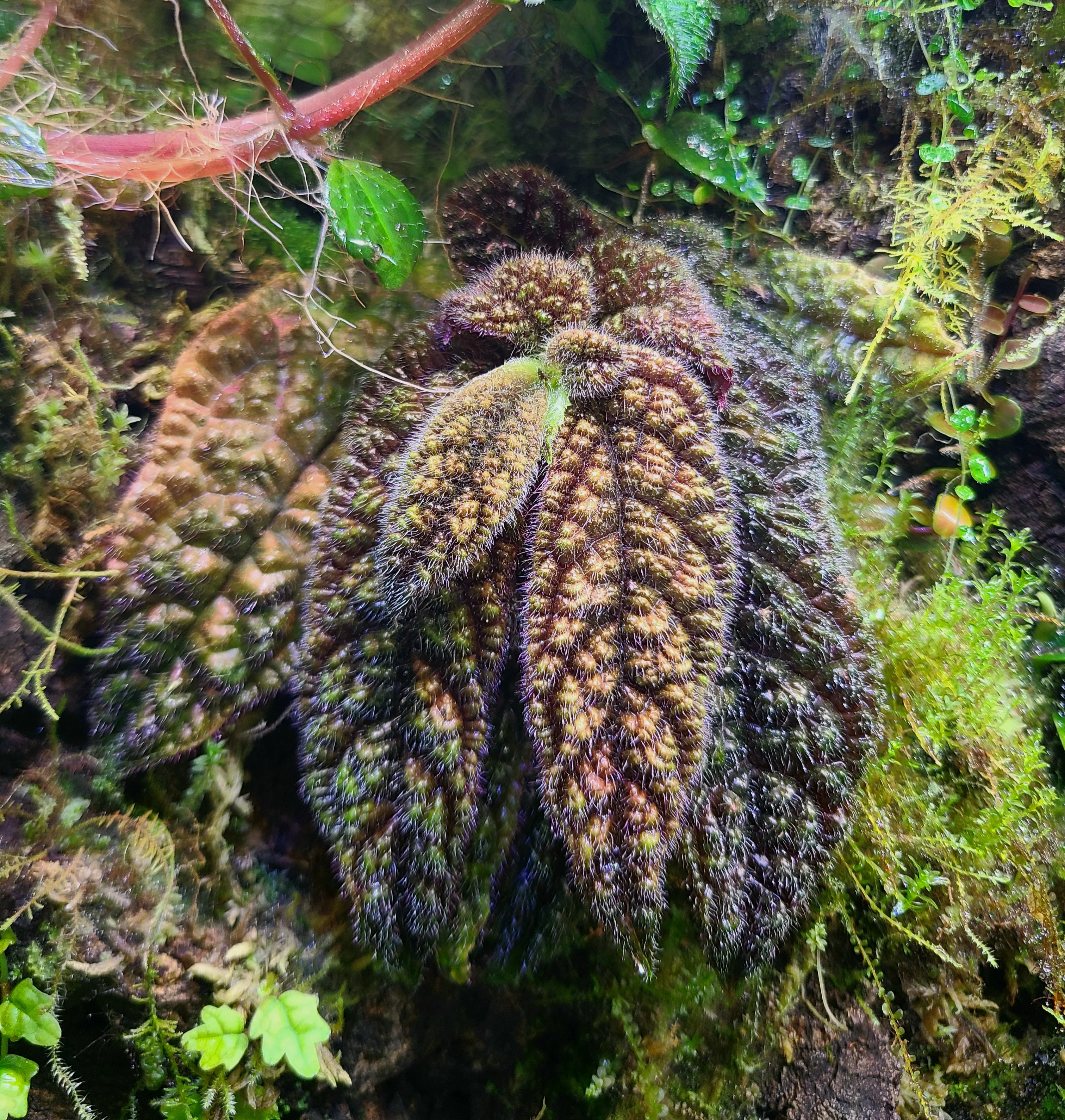 Columnea purpureovittata - Image 2