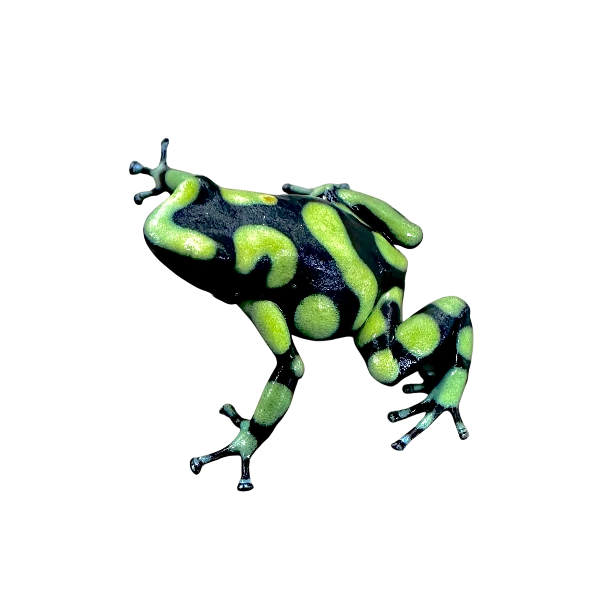 Dendrobates auratus "Capurgana"