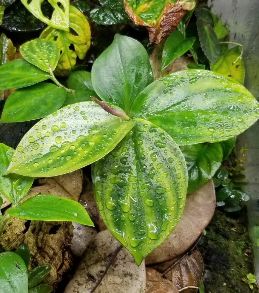 Costus tappenbakianus - Image 2
