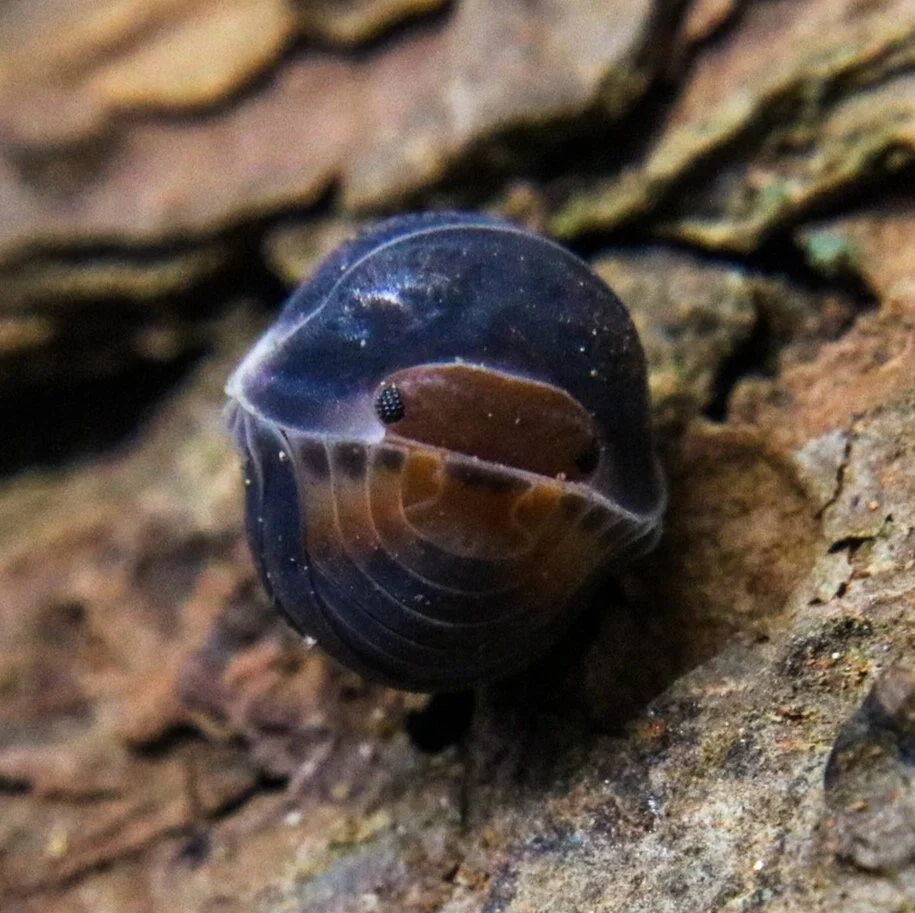 Cubaris sp. "Pak Chong" - Image 2