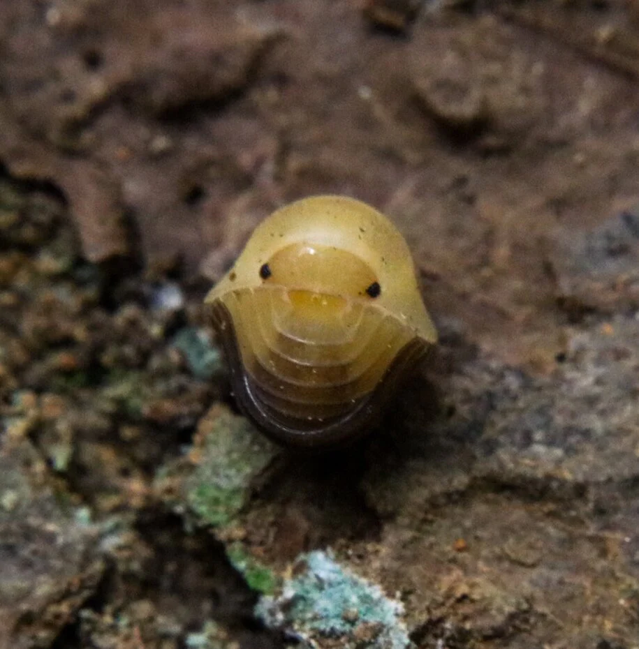 Cubaris sp. "Rubber Ducky" - Image 2