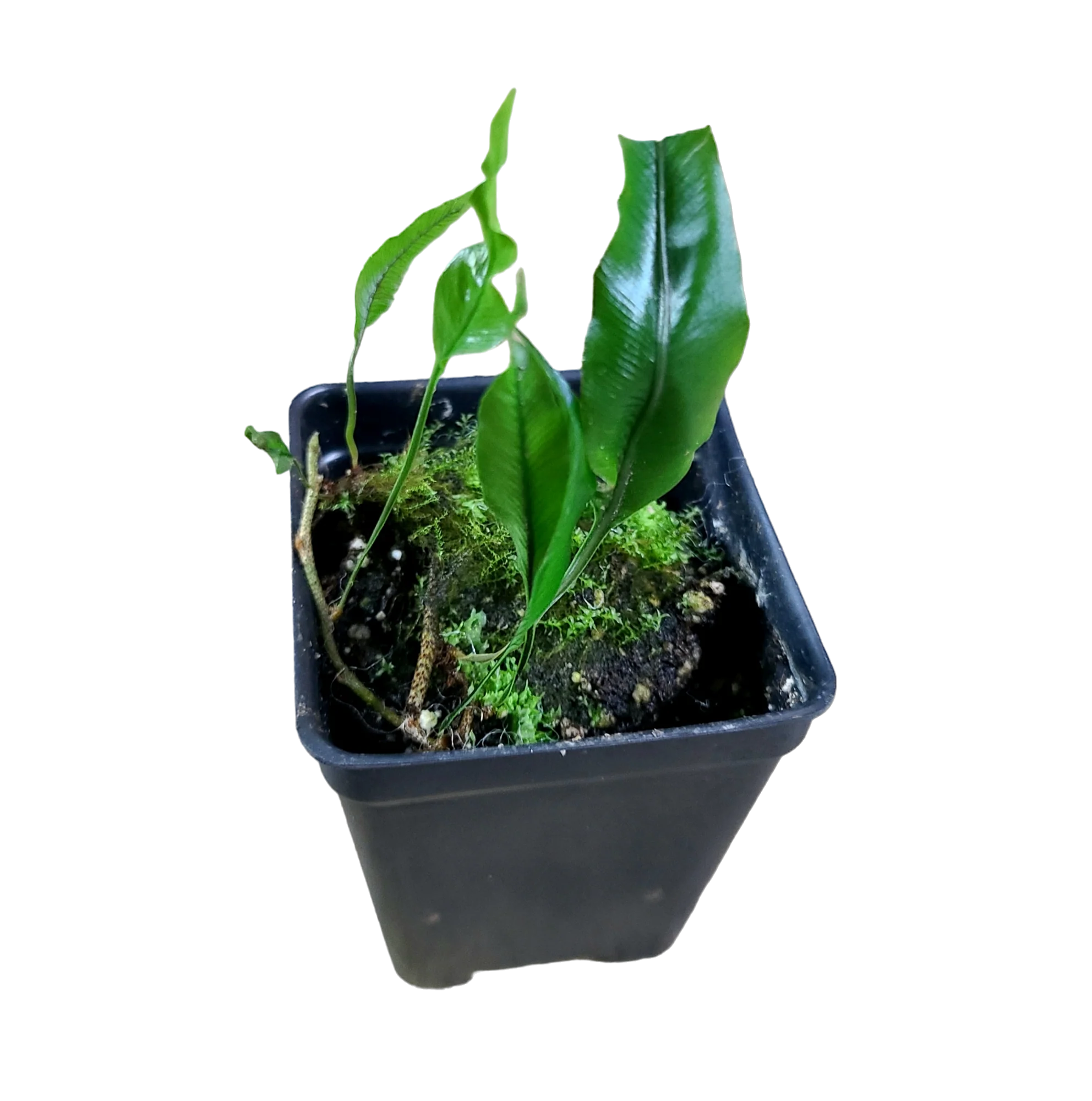 Davallia heterophylla "Tall Form"
