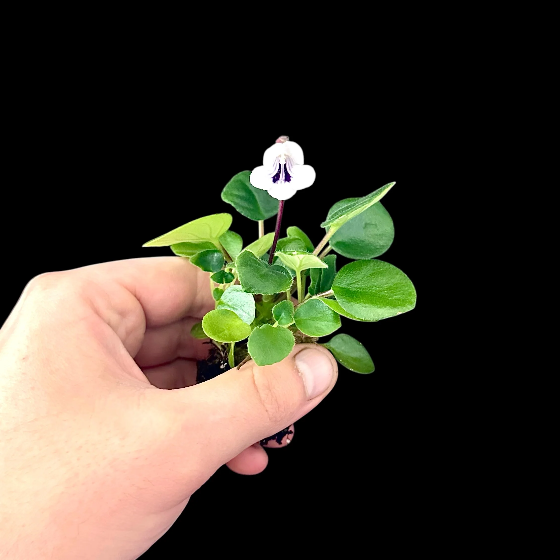 Metapetrocosmea tamiana - Image 2