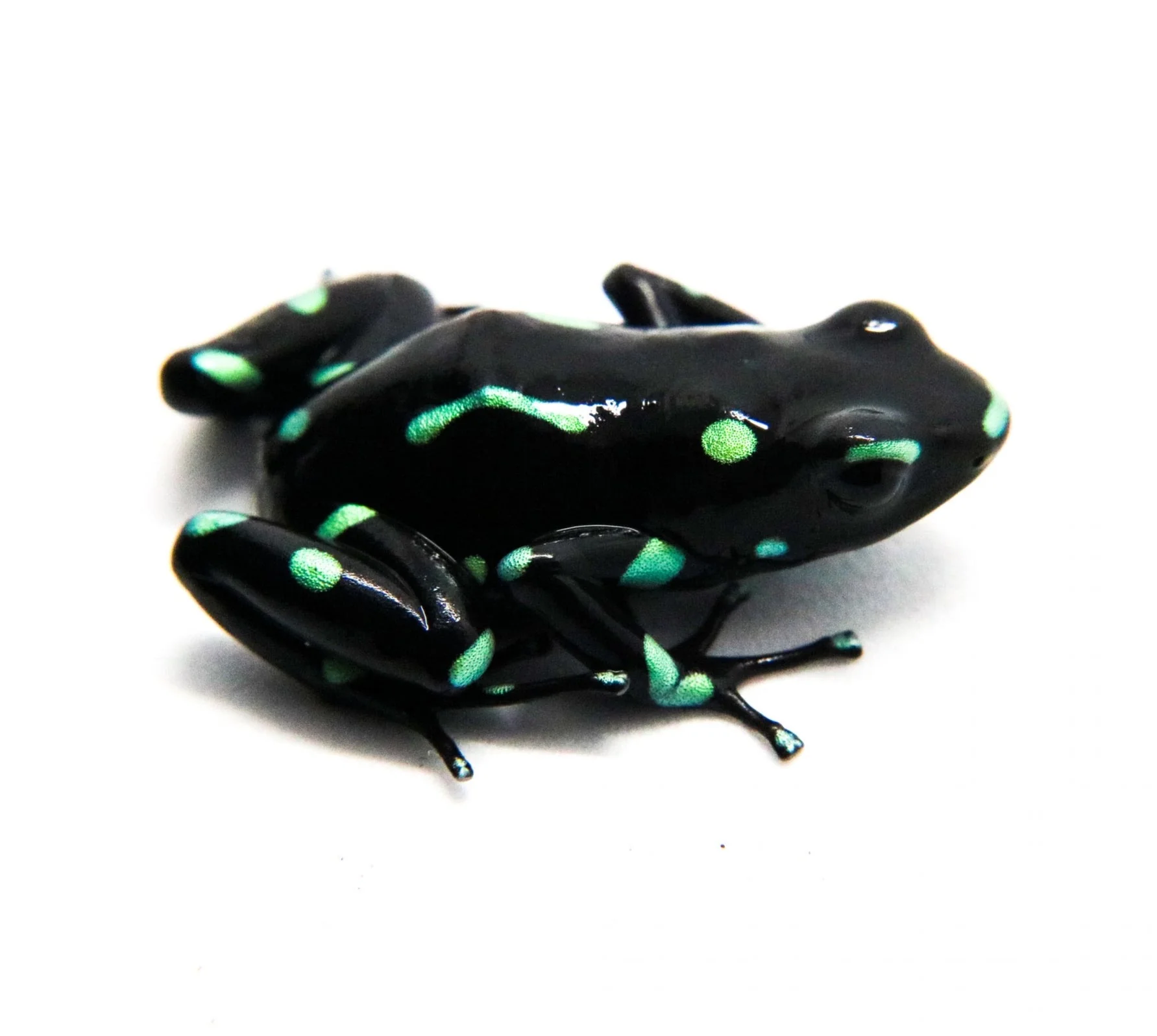 Dendrobates auratus "Ancon Hill” Tadpole