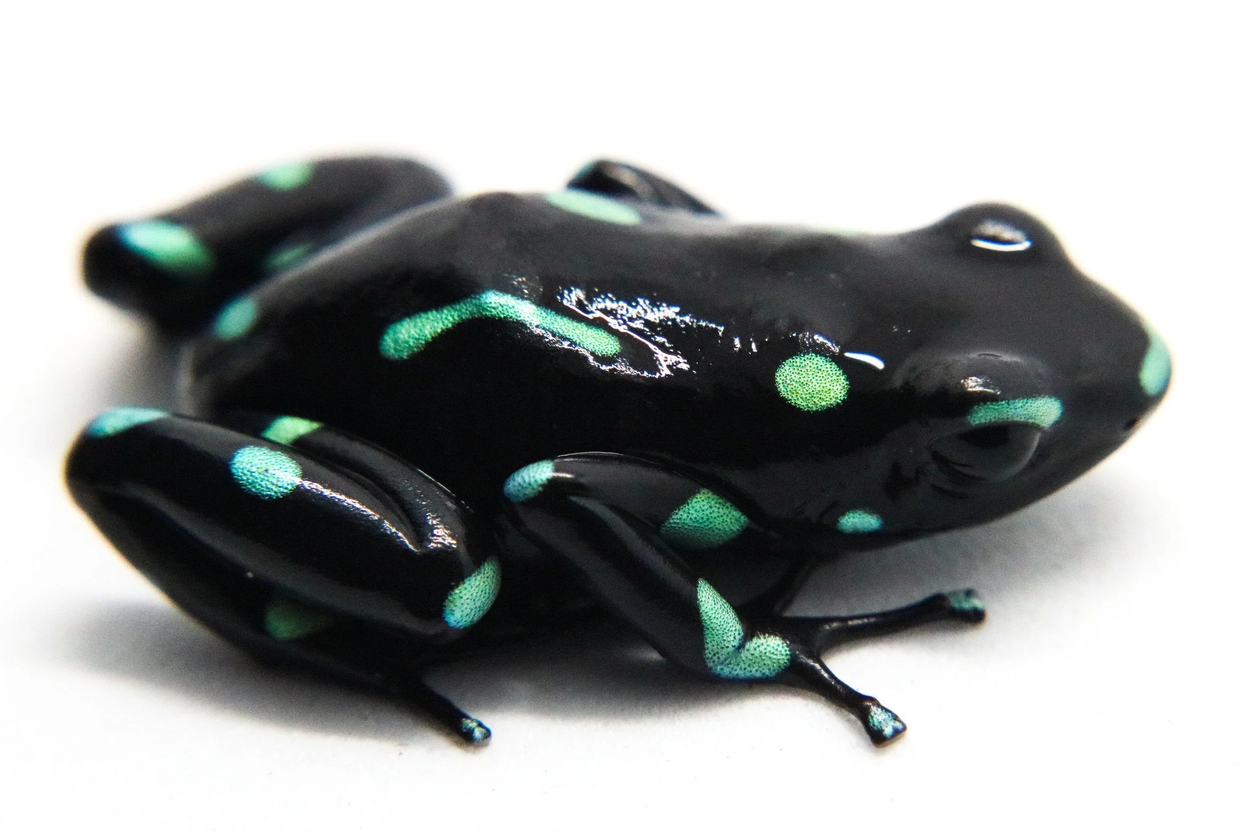 Dendrobates auratus "Ancon Hill” Tadpole - Image 3