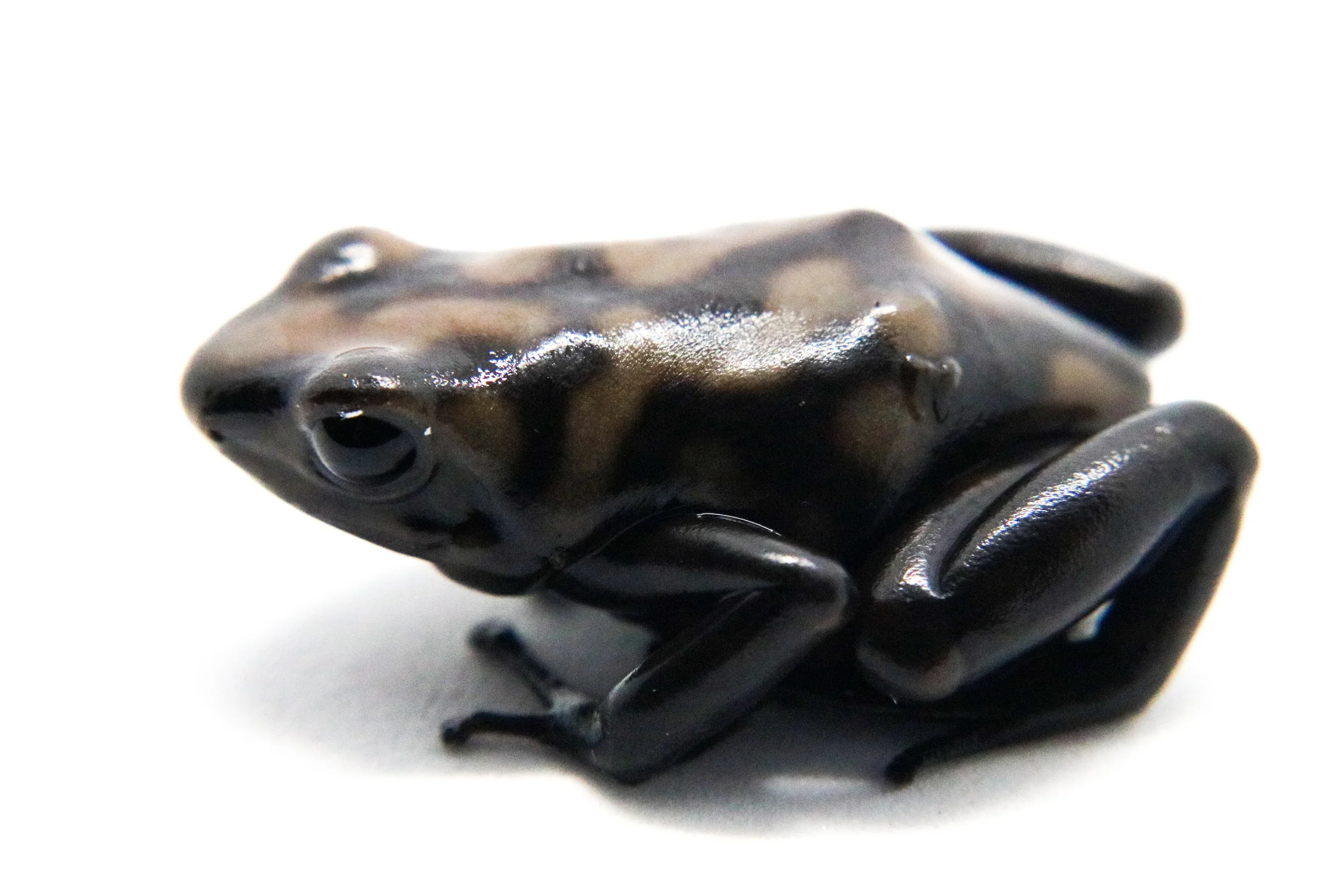 Dendrobates auratus "Campana" - Image 4