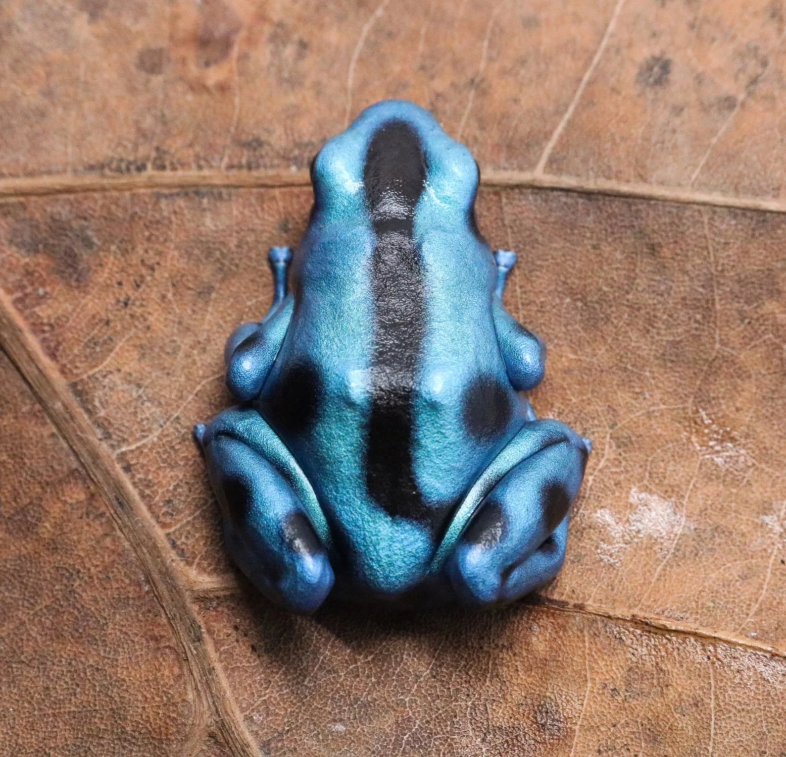 Dendrobates auratus "El Cope" - Tadpole - Image 2