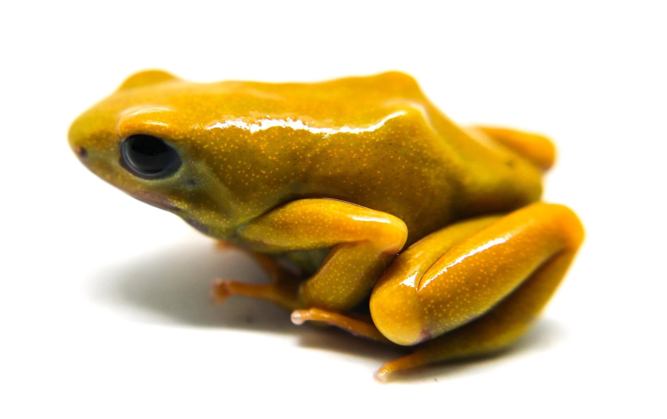Dendrobates auratus "El Oro" - Image 3