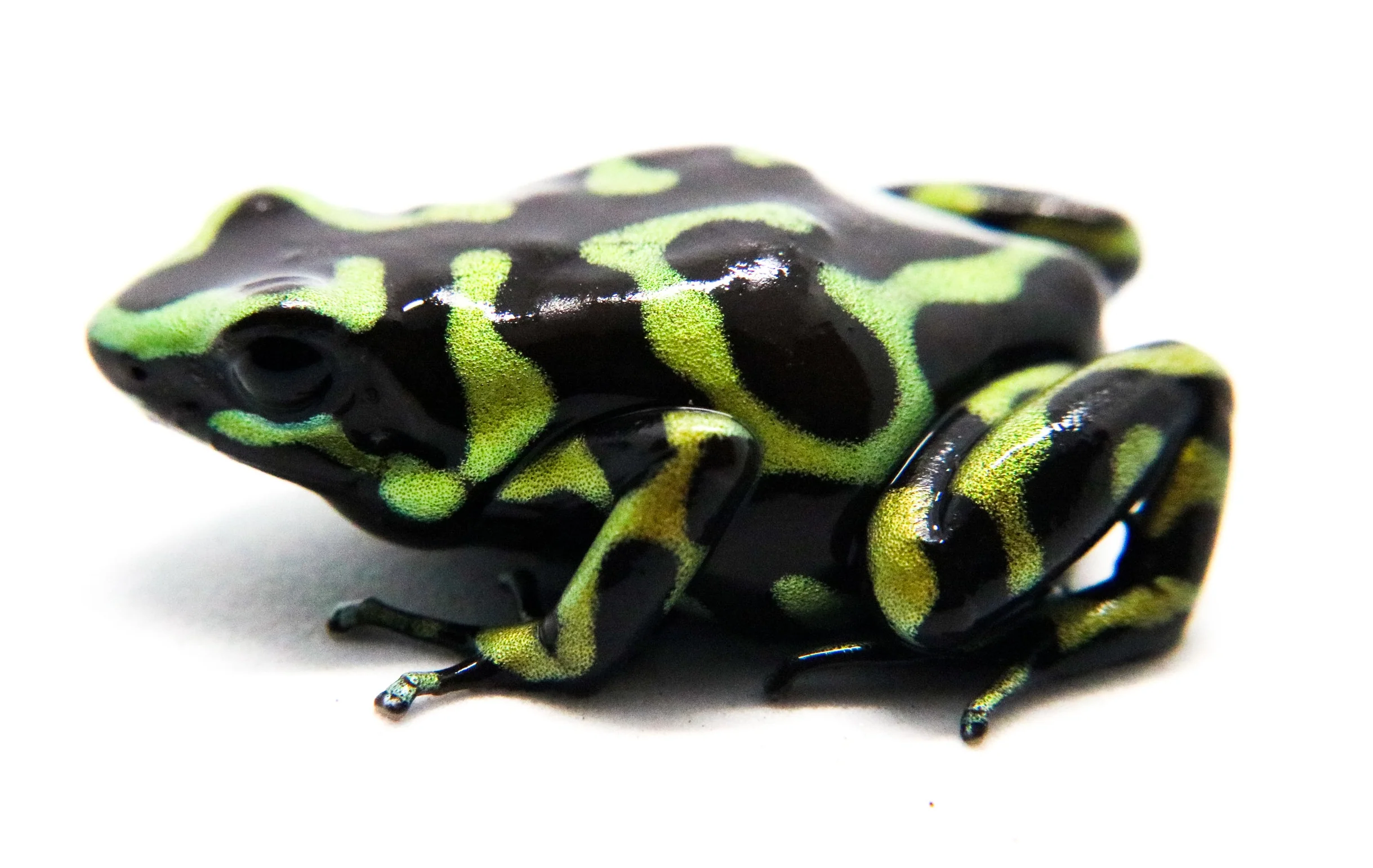 Dendrobates auratus "Hawaiian" - Image 3
