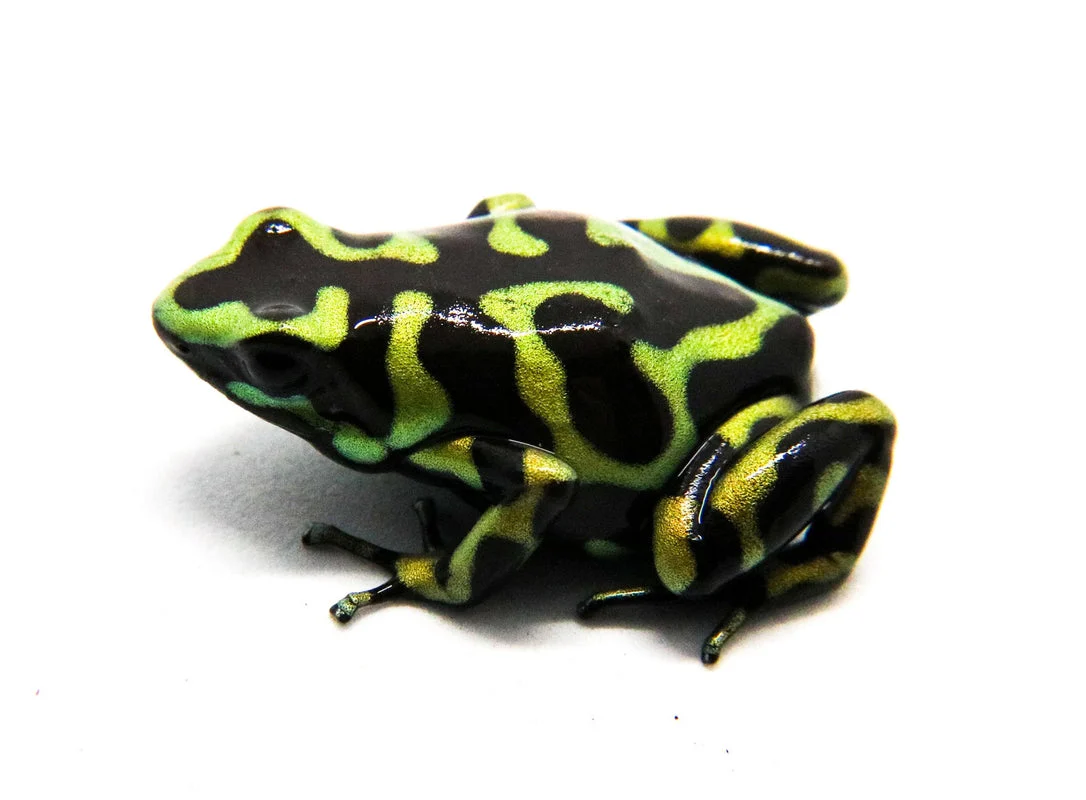 Dendrobates auratus "Hawiian" Tadpole