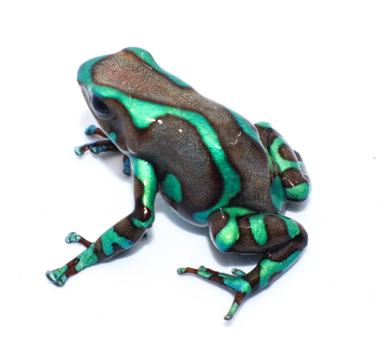Dendrobates auratus "Highland Bronze" Tadpole - Image 3