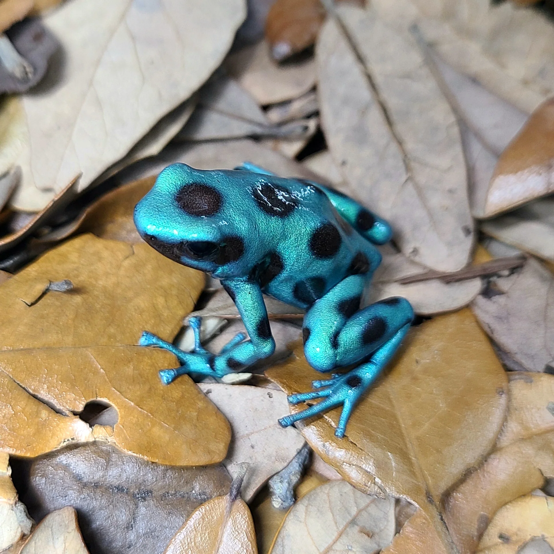 Dendrobates auratus "Microspot"