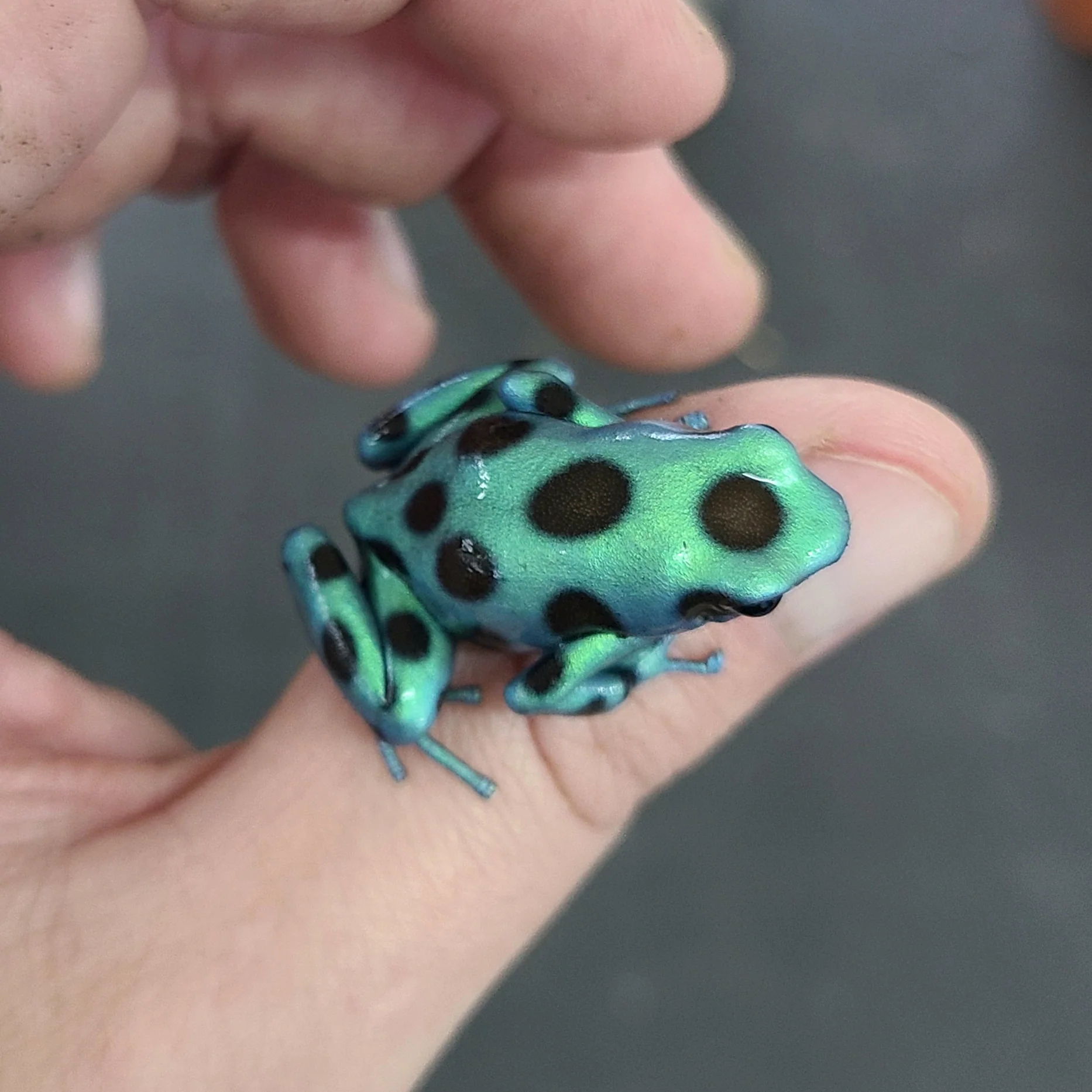 Dendrobates auratus "Microspot" - Image 4