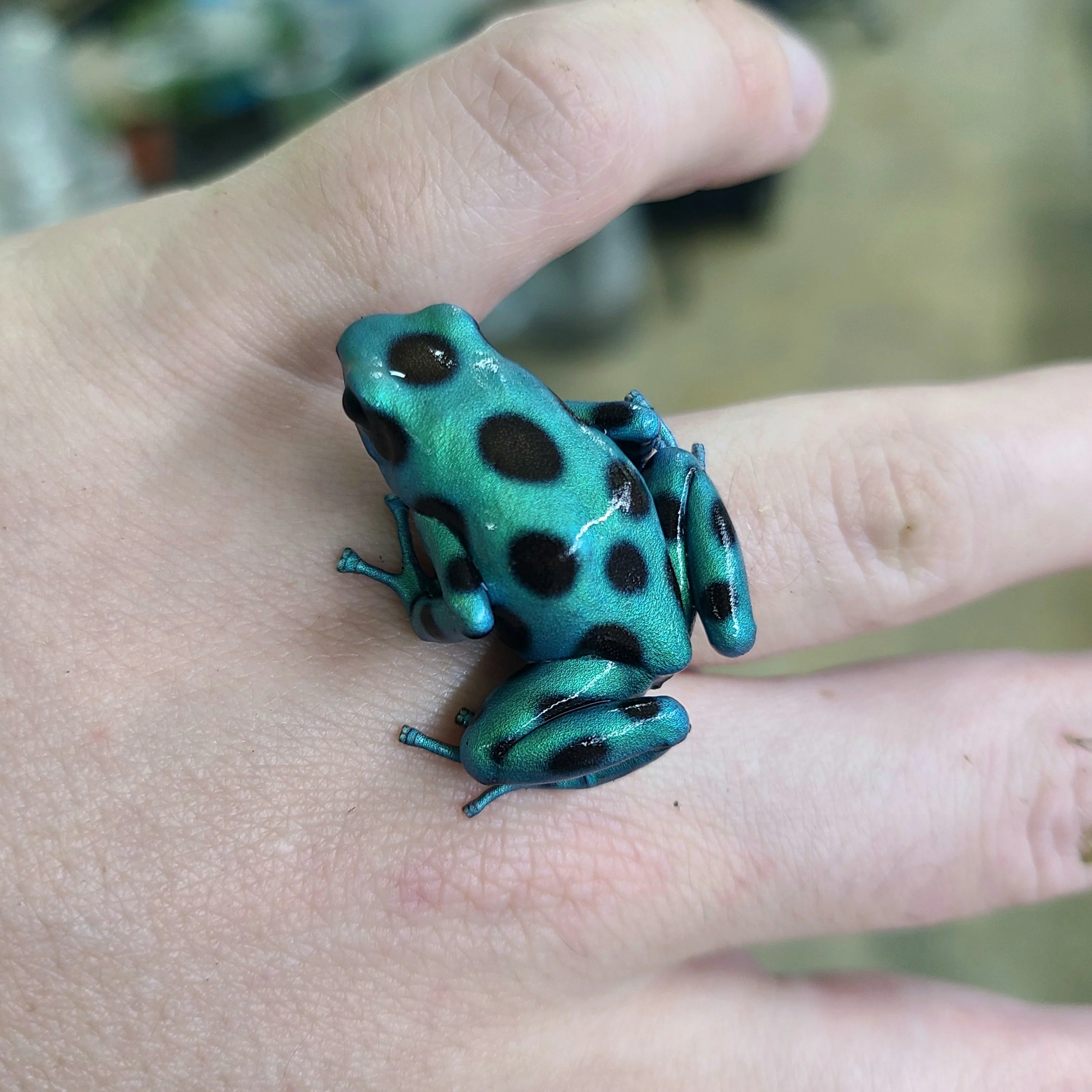Dendrobates auratus "Microspot" Tadpole - Image 3