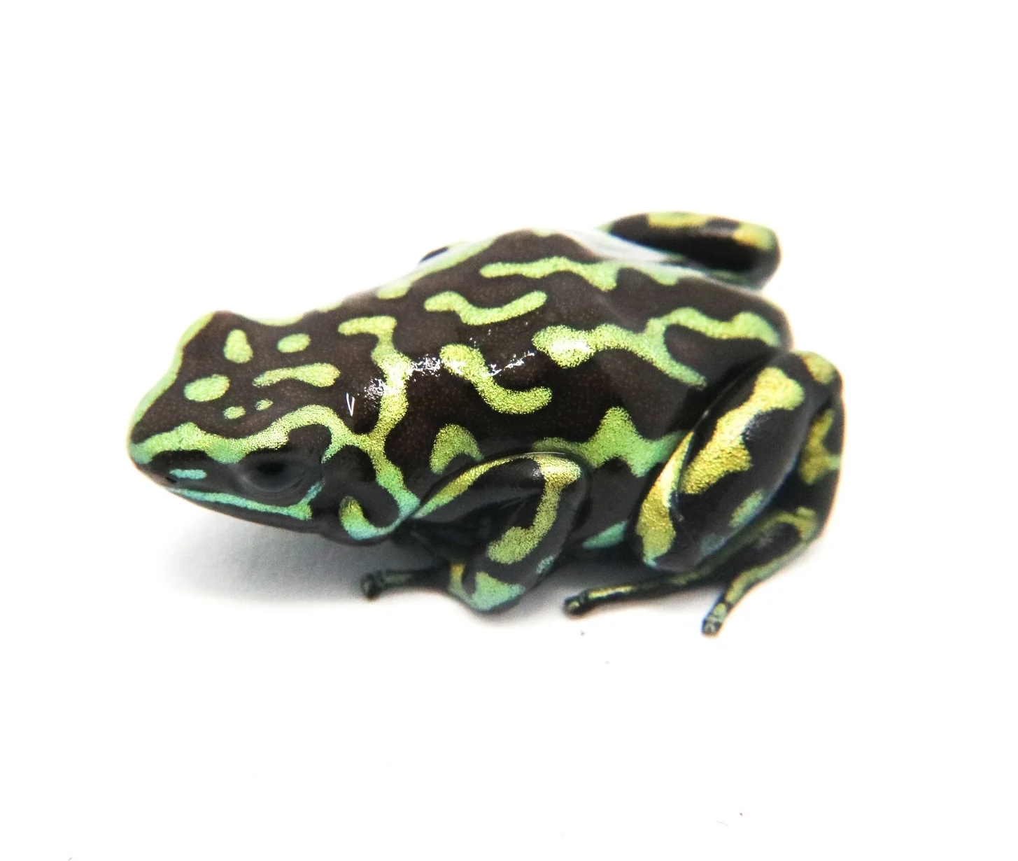 Dendrobates auratus "Reticulated"