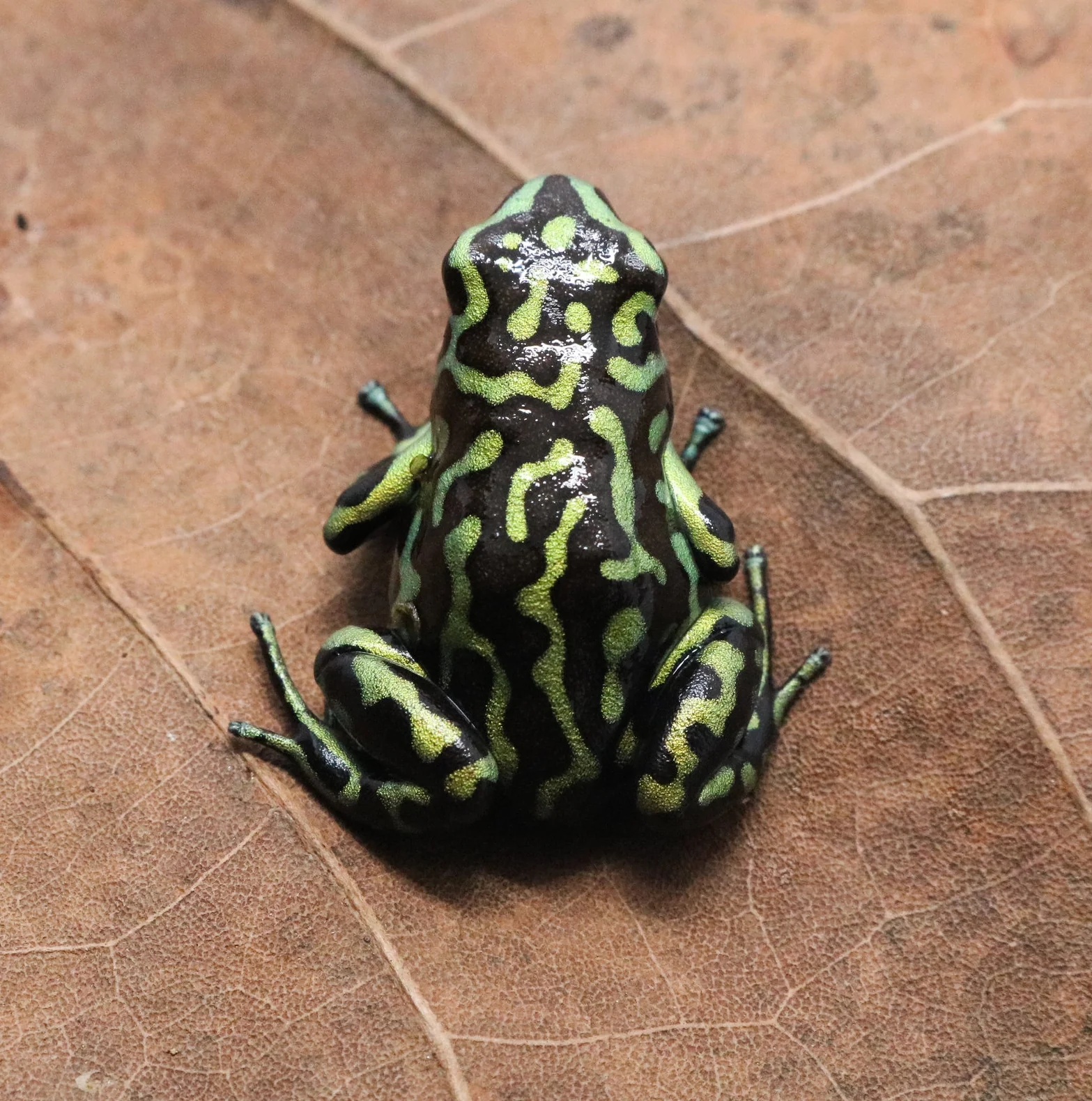 Dendrobates auratus "Reticulated" - Image 2