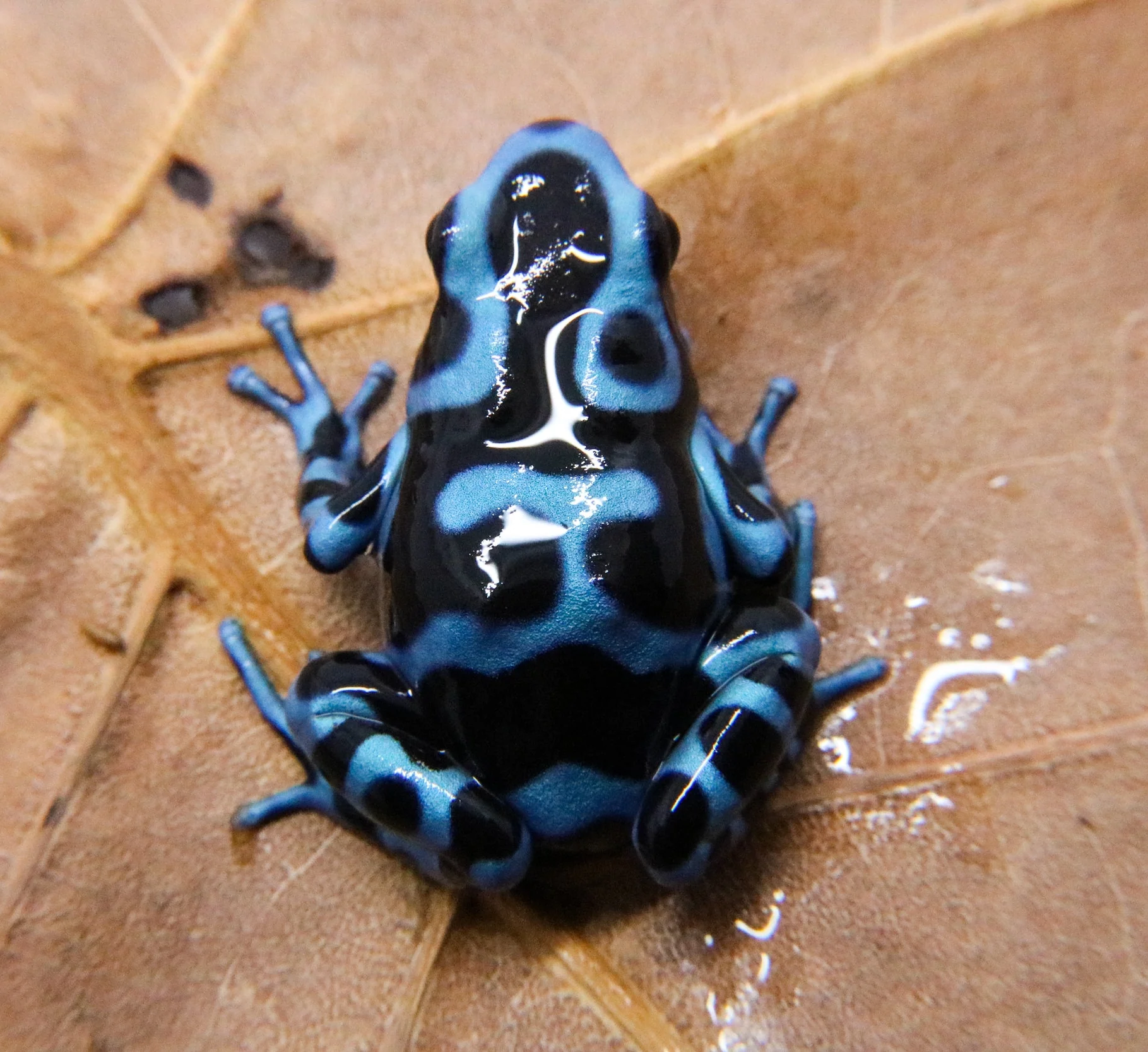 Dendrobates auratus "Super Blue" - Image 2