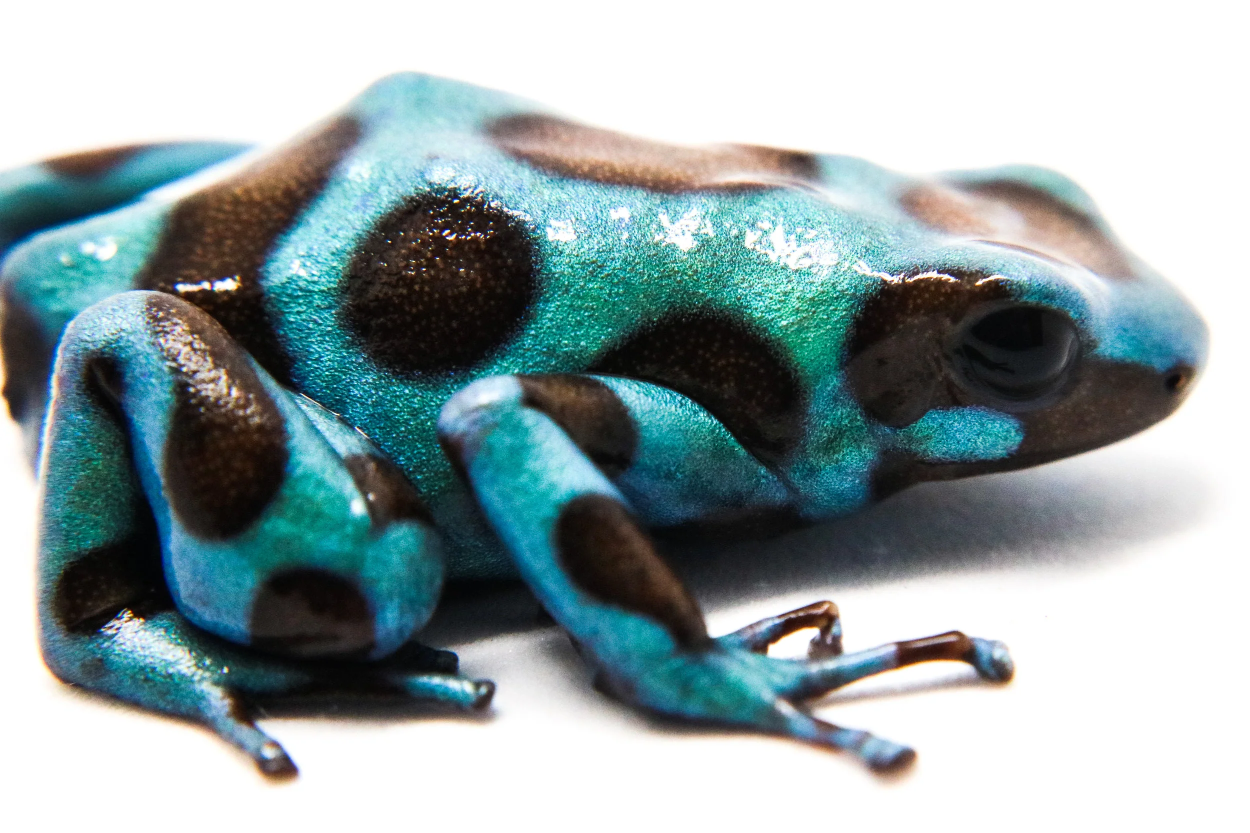 Dendrobates auratus "Green and Bronze" - Image 3