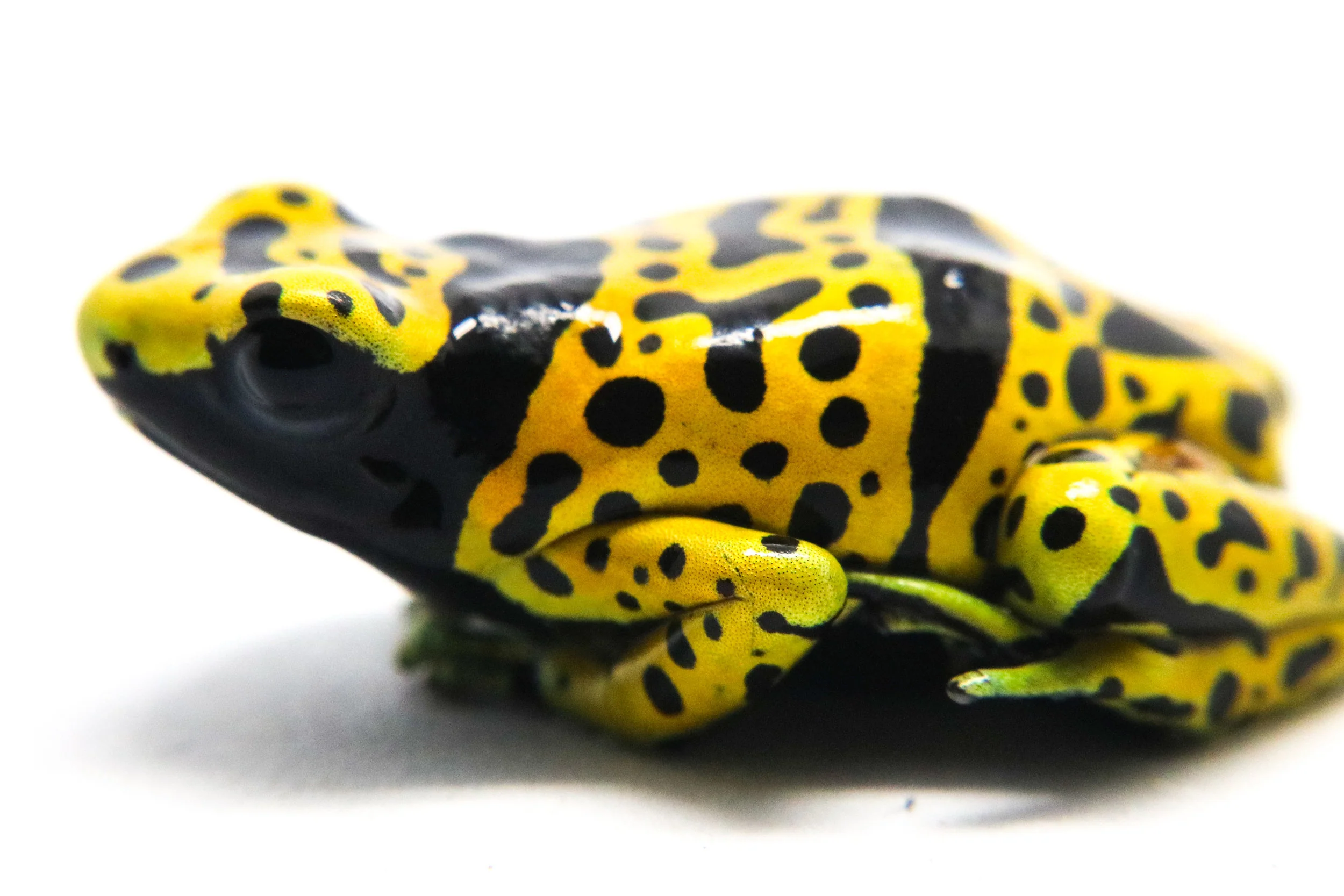 Dendrobates leucomelas "Fine Spot" - Image 3