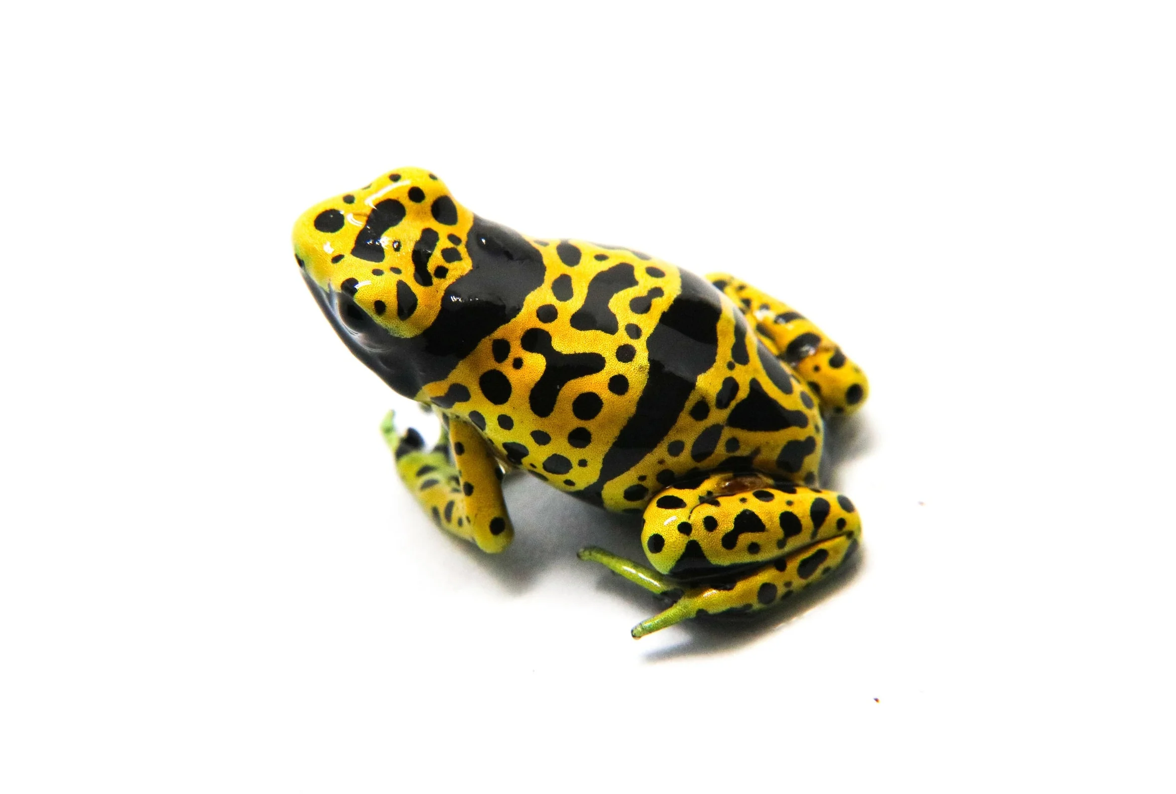Dendrobates leucomelas "Fine Spot" Tadpole